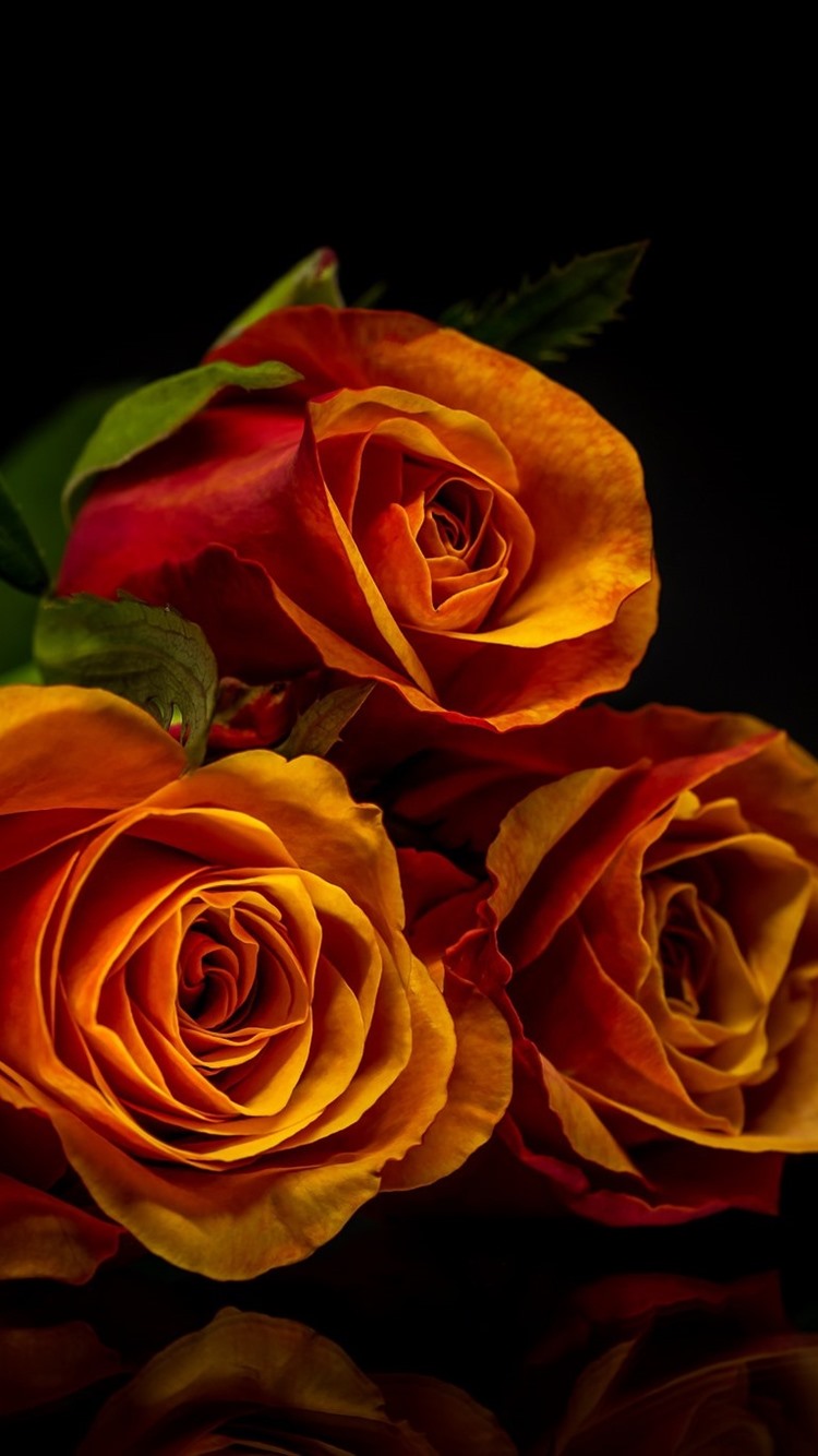 Orange Rose Iphone Wallpapers