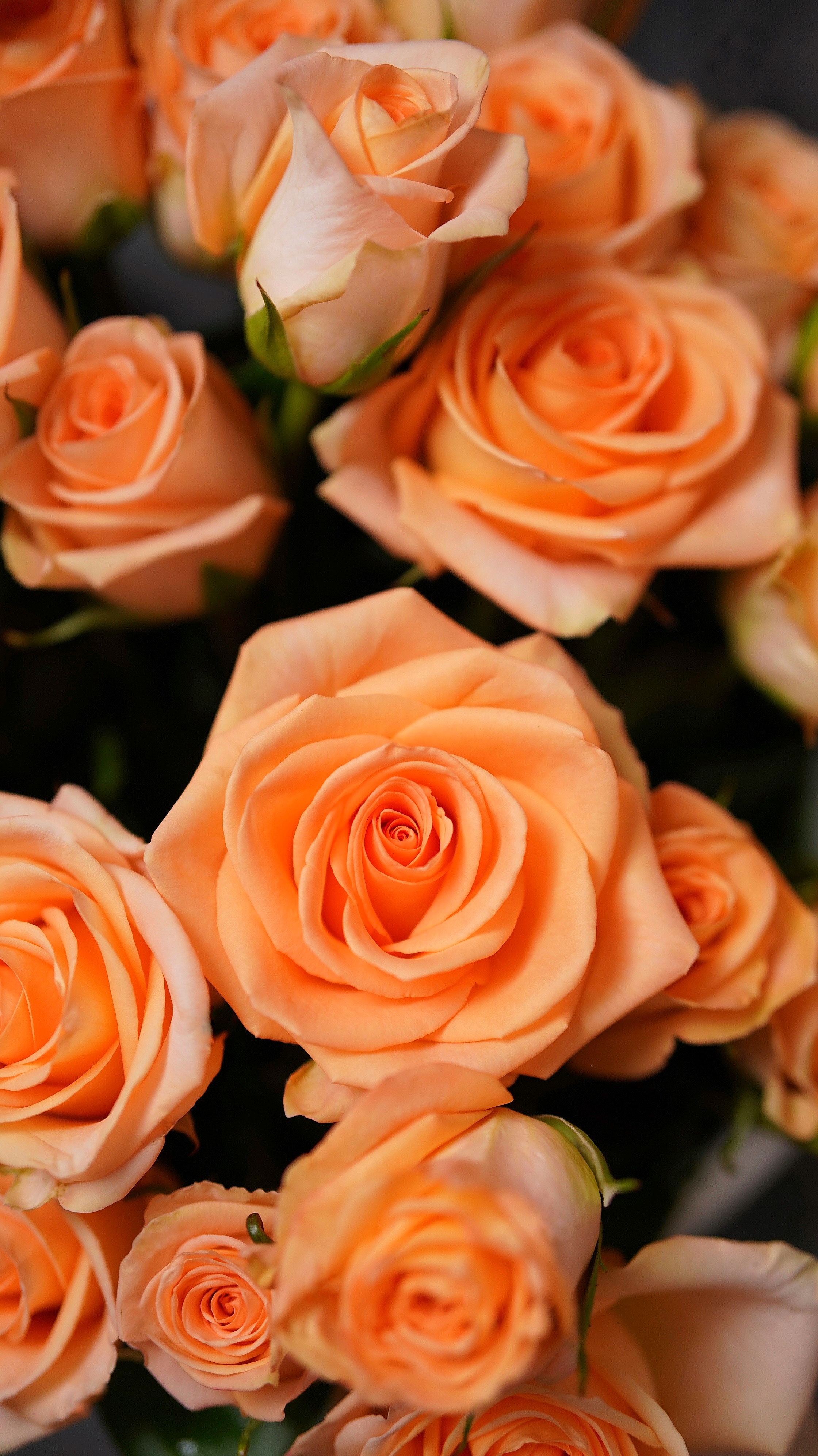 Orange Roses Wallpapers