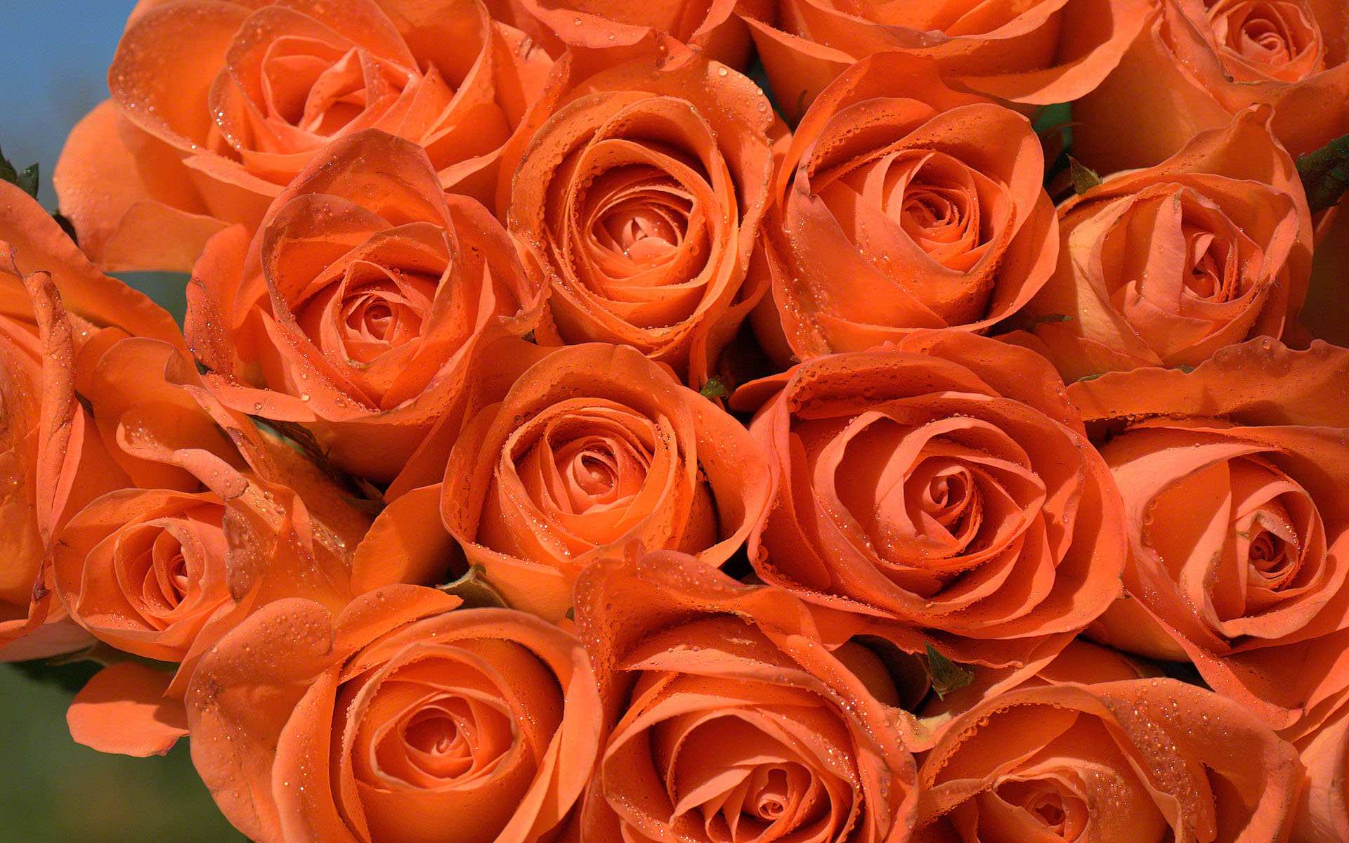 Orange Roses Wallpapers