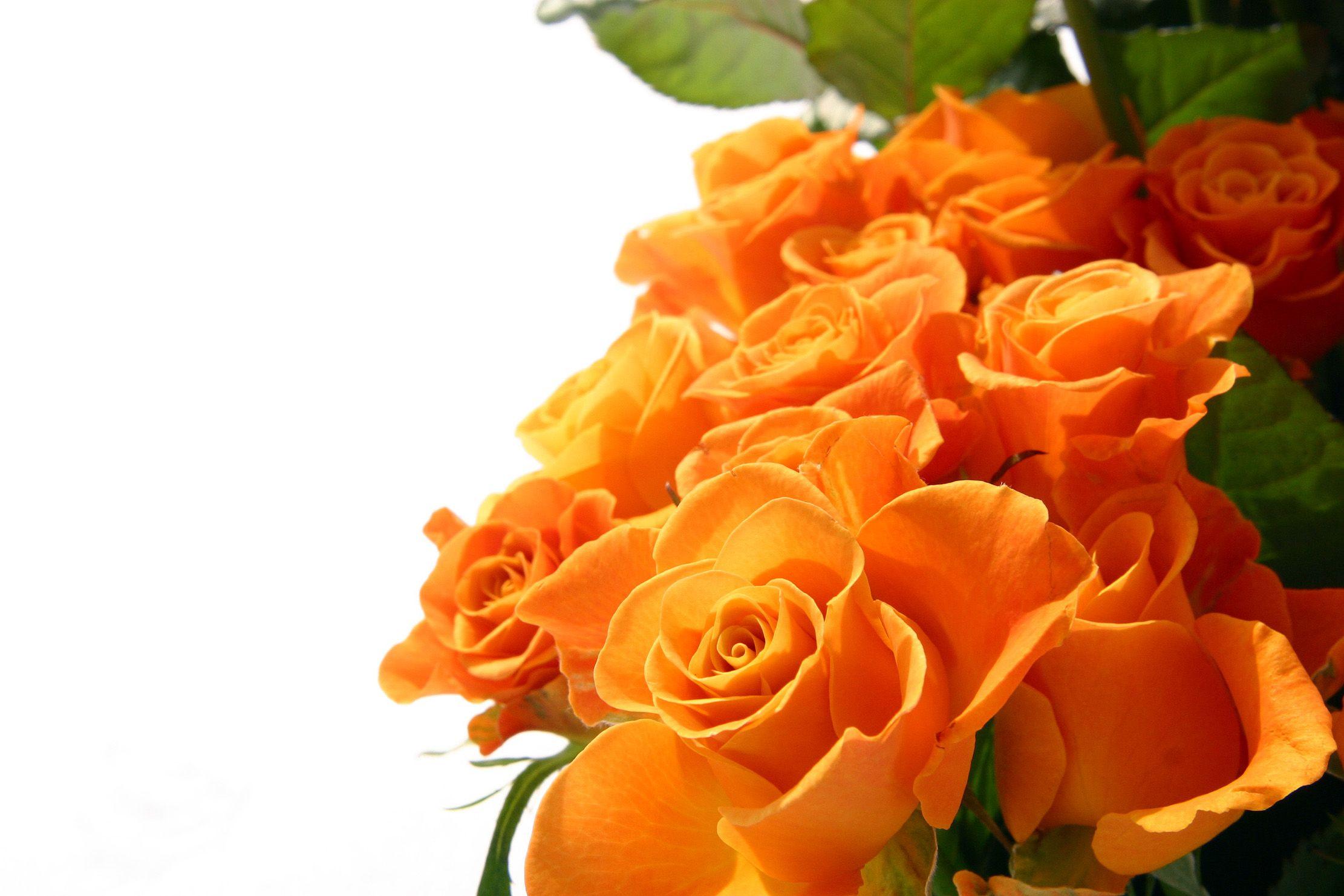 Orange Roses Wallpapers