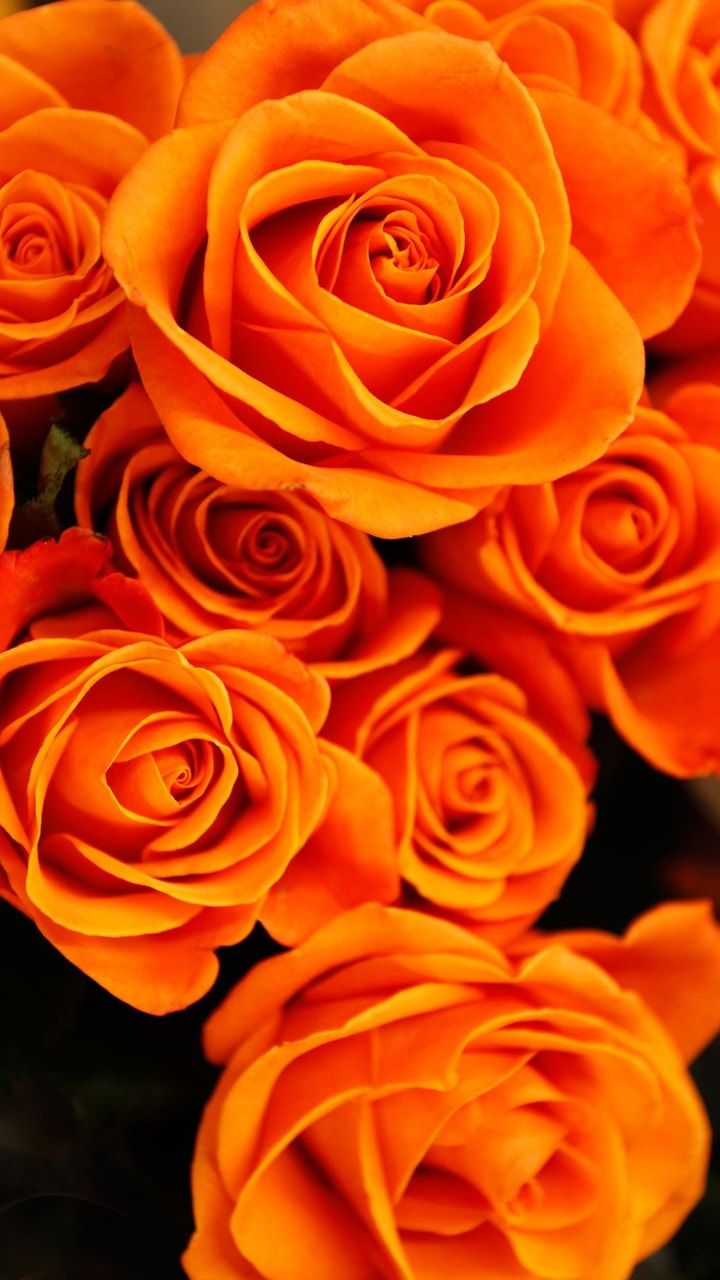 Orange Roses Wallpapers