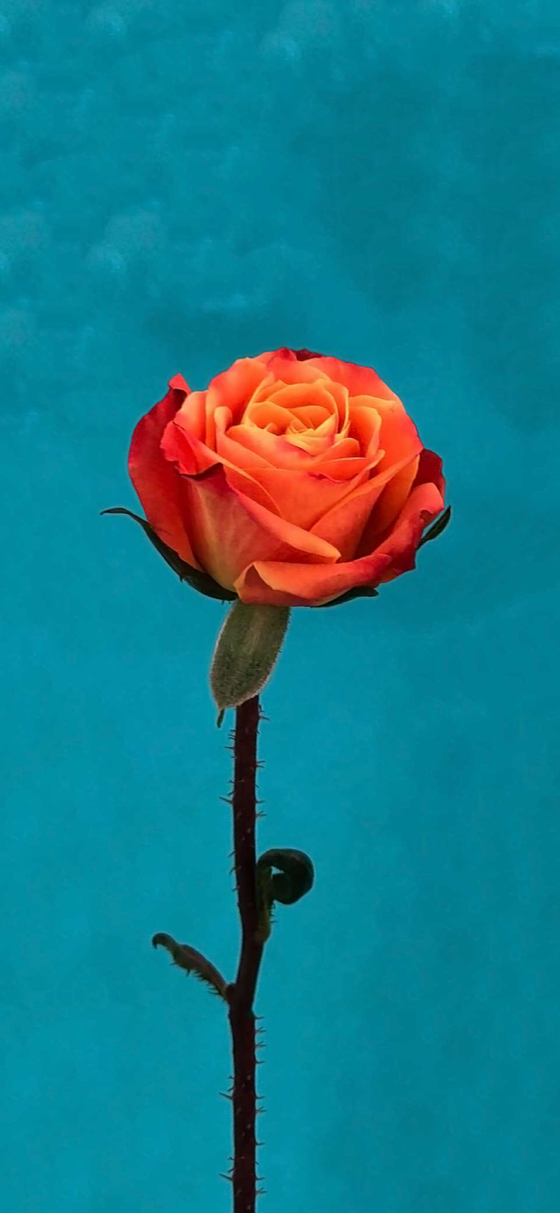 Orange Roses Wallpapers