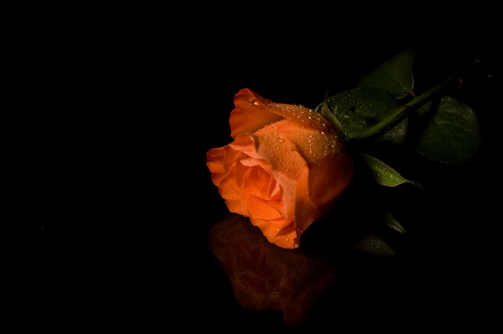 Orange Roses Wallpapers