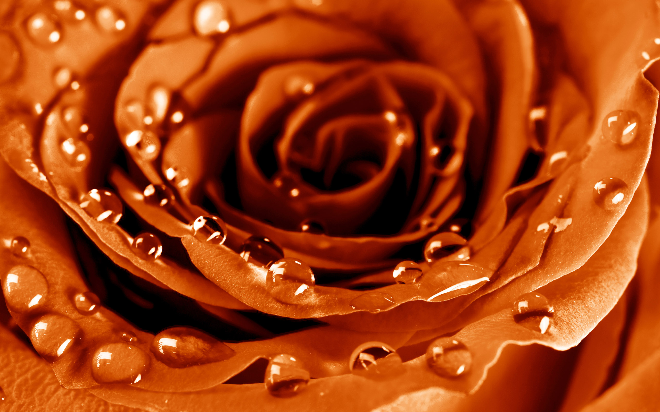 Orange Roses Wallpapers