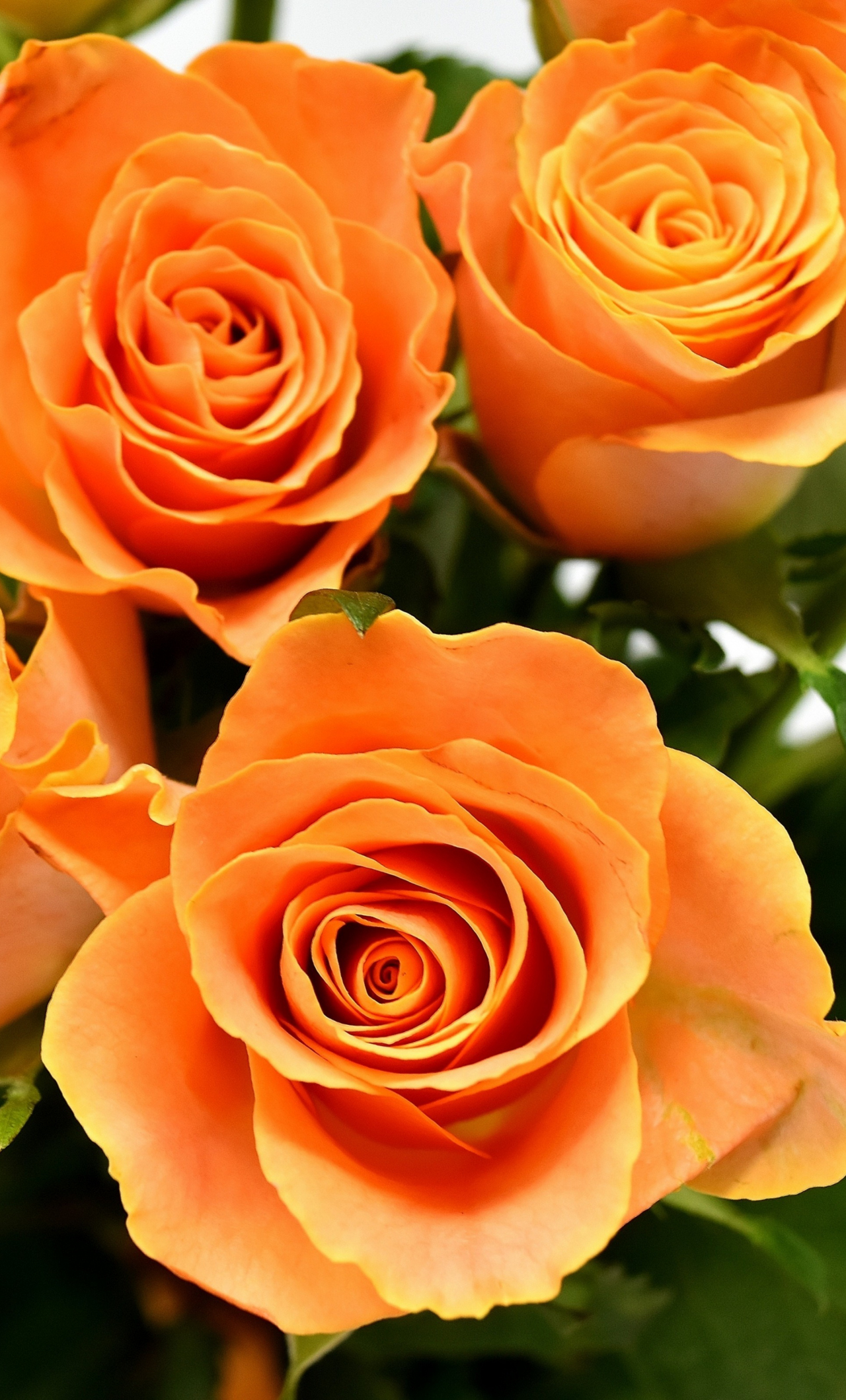 Orange Roses Wallpapers