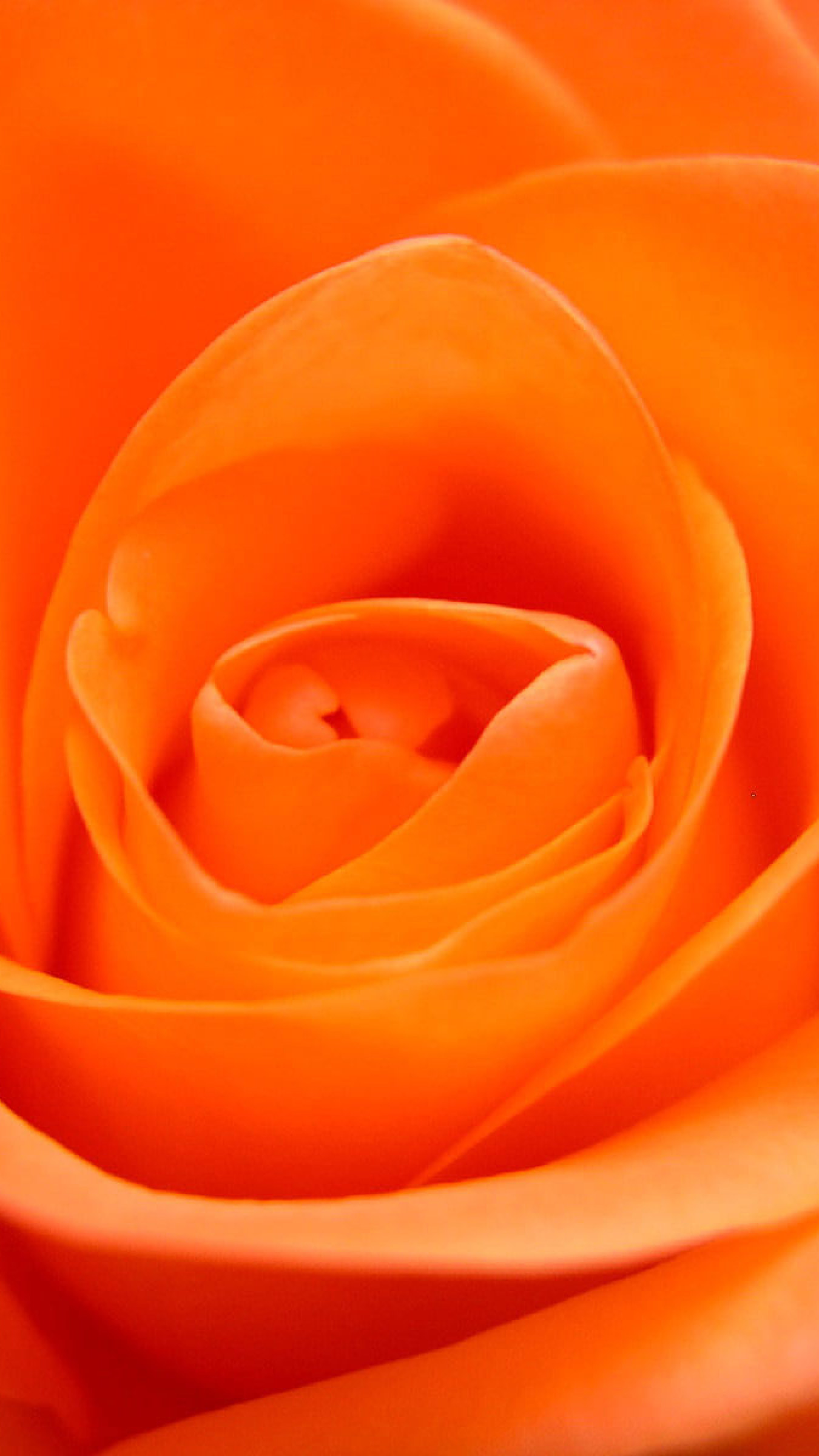 Orange Roses Wallpapers