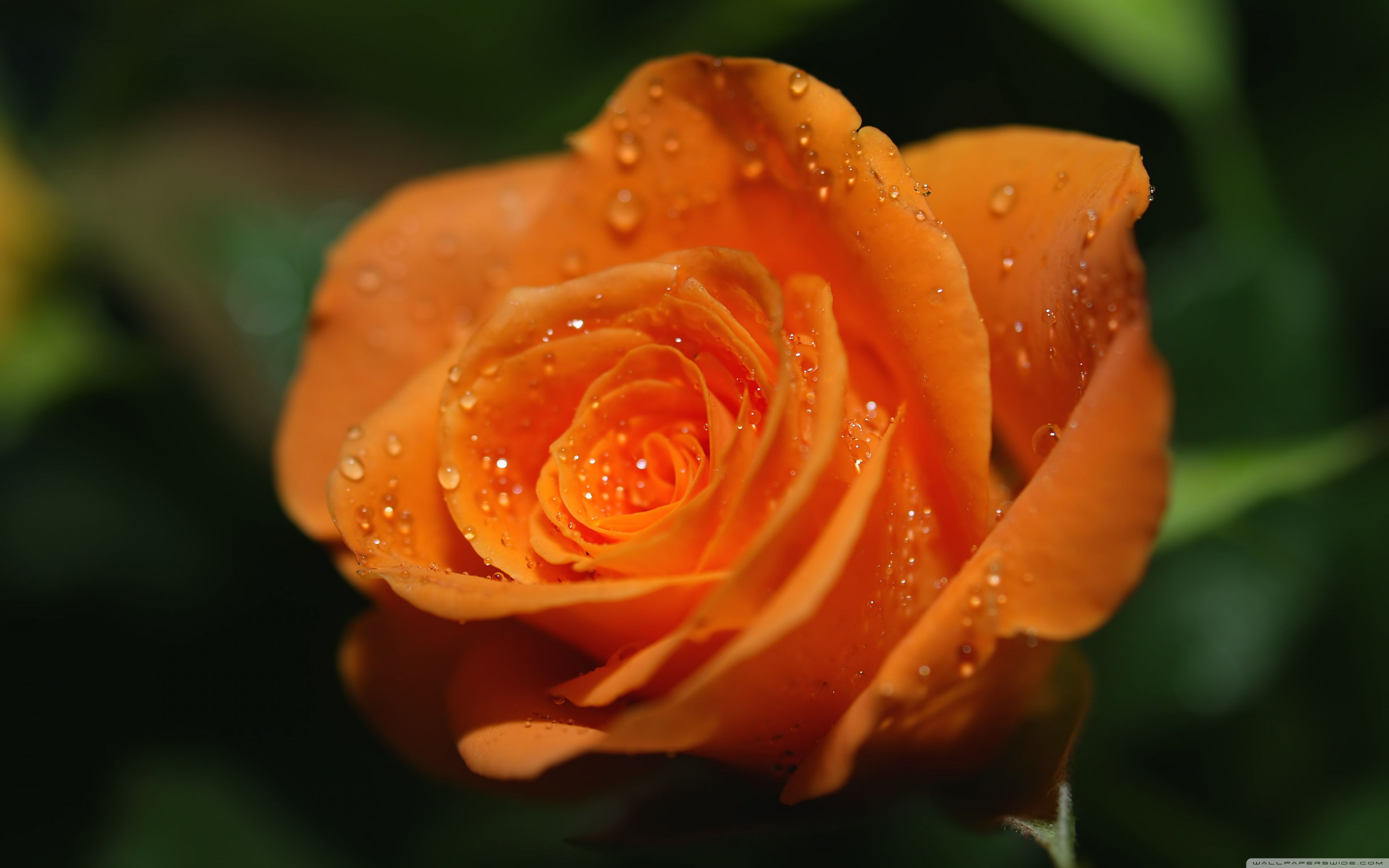 Orange Roses Wallpapers