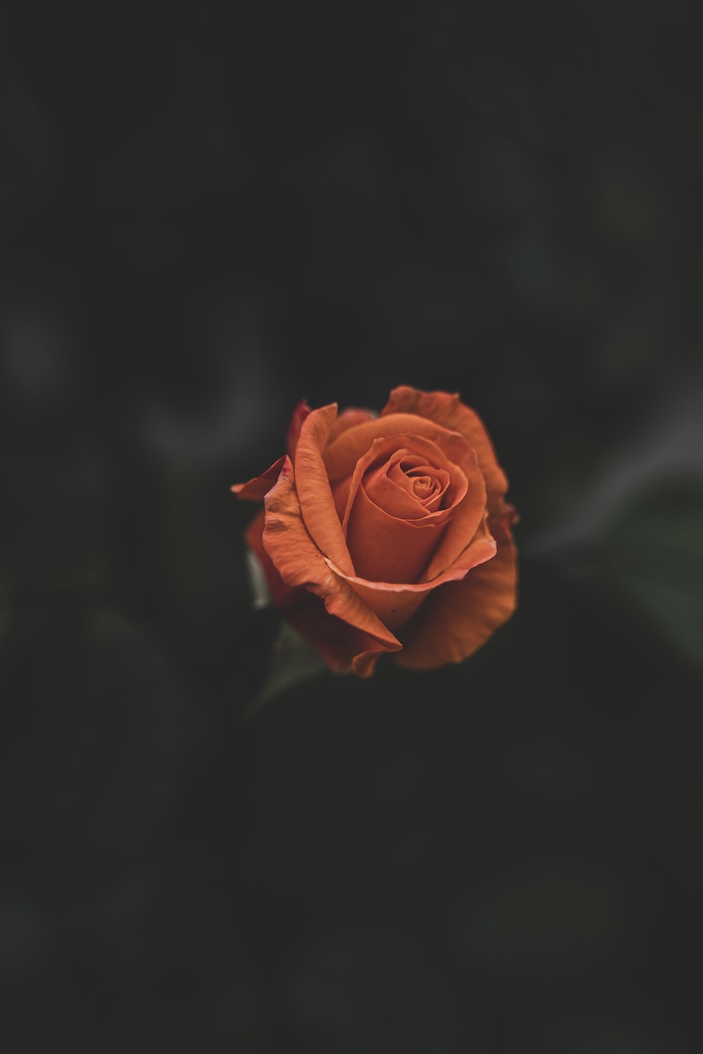 Orange Roses Wallpapers