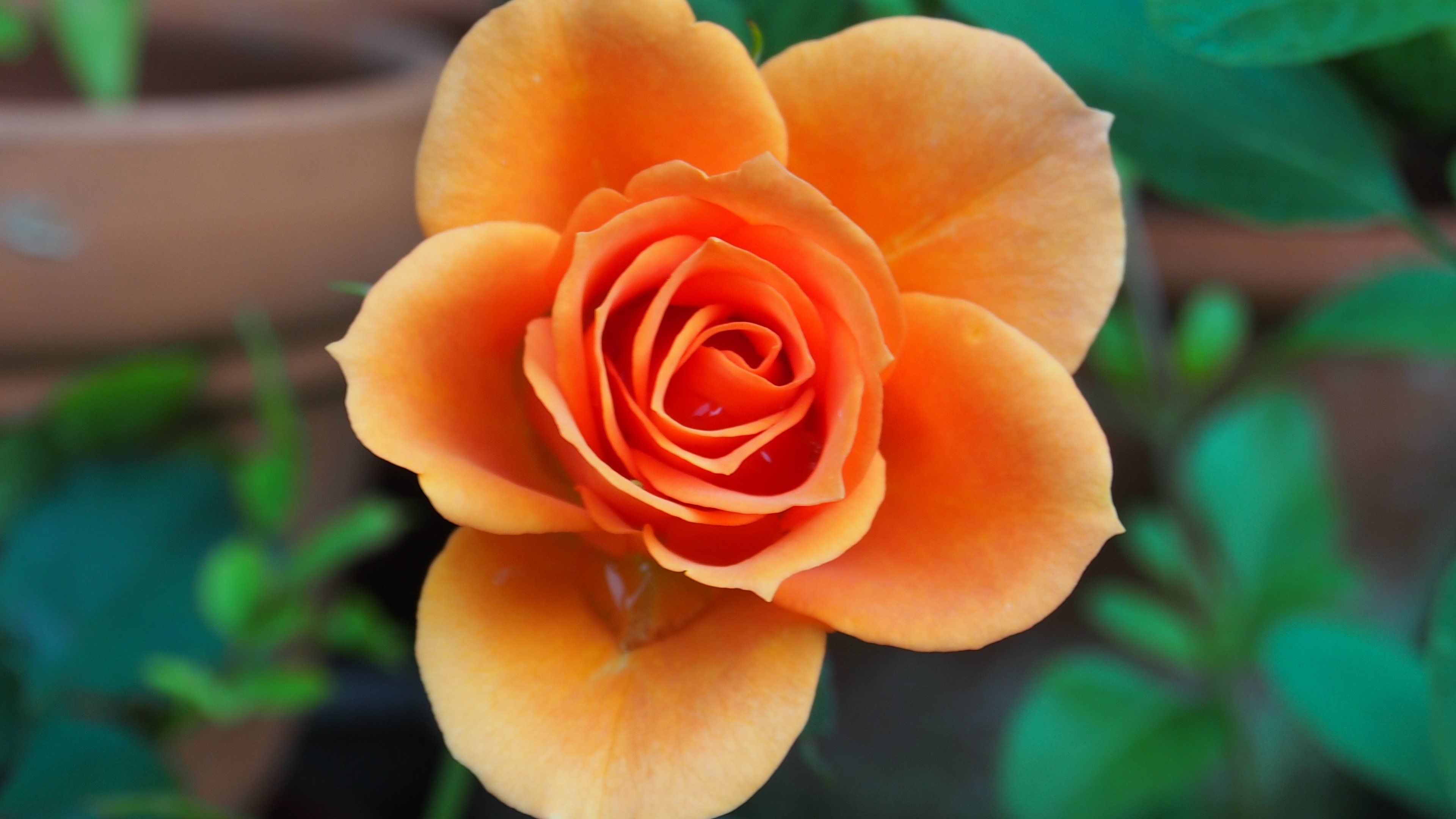 Orange Roses Wallpapers