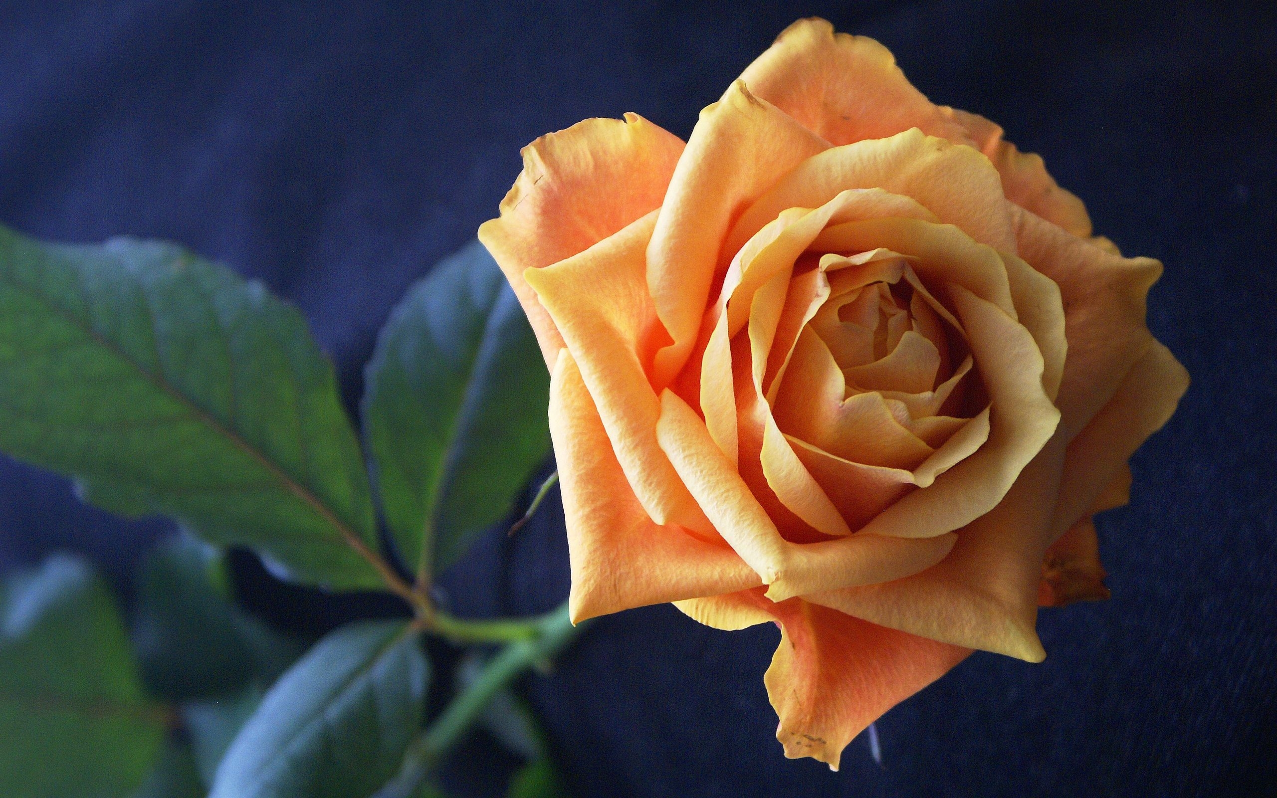 Orange Roses Wallpapers