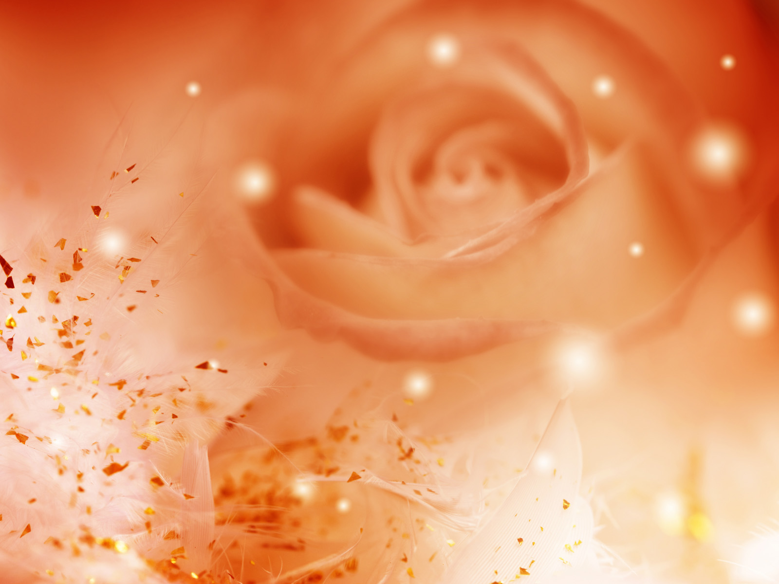 Orange Roses Wallpapers