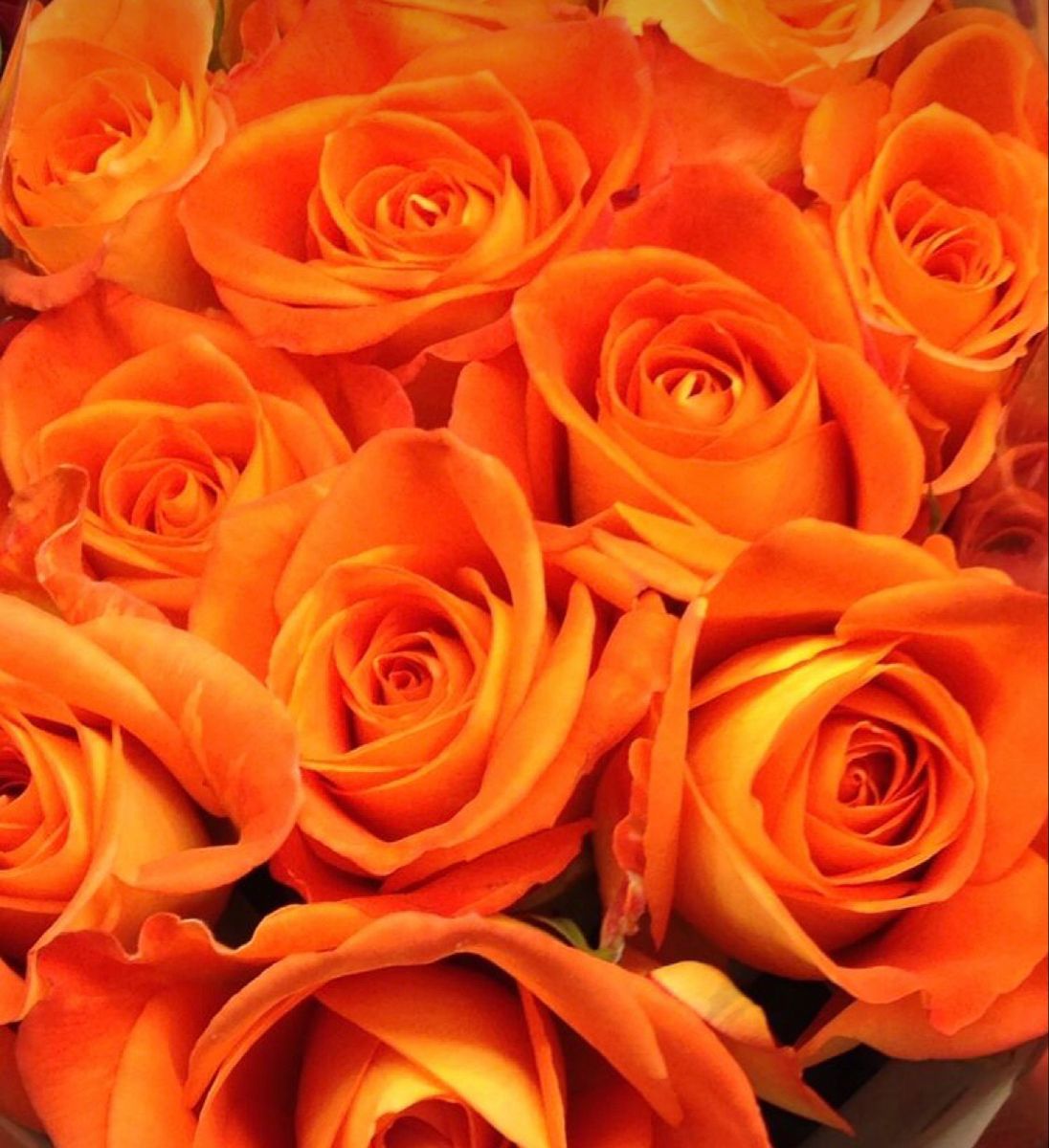 Orange Roses Wallpapers