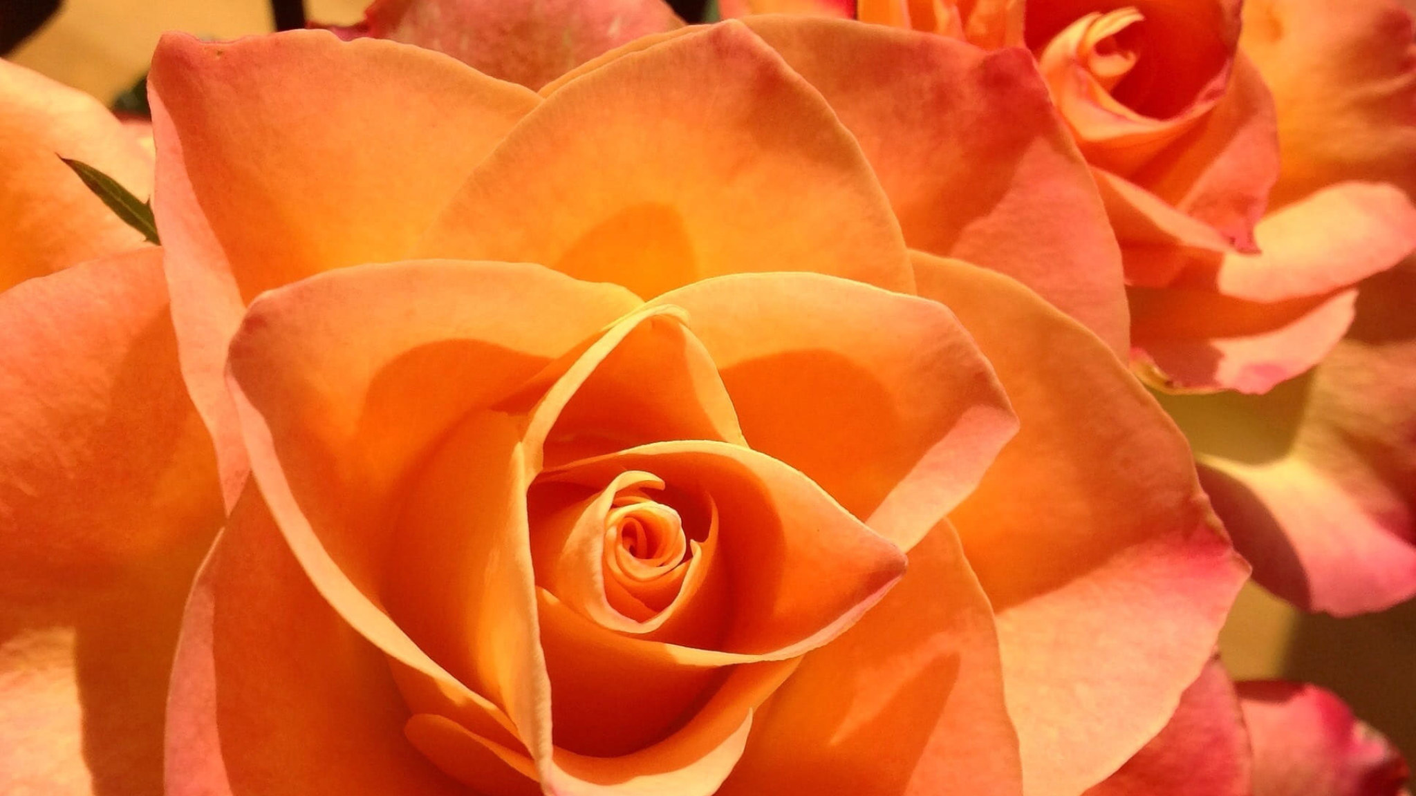 Orange Roses Wallpapers