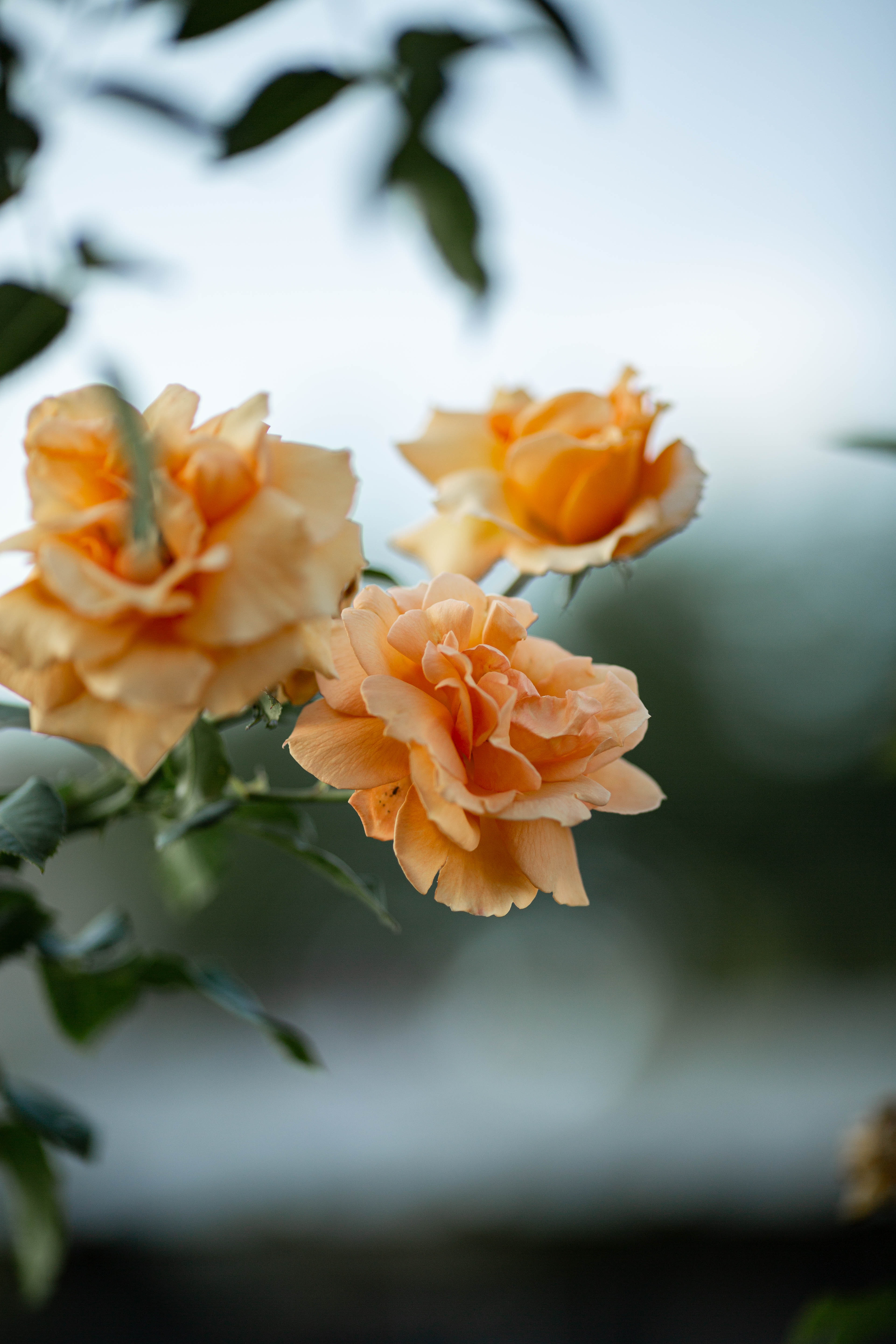 Orange Roses Wallpapers