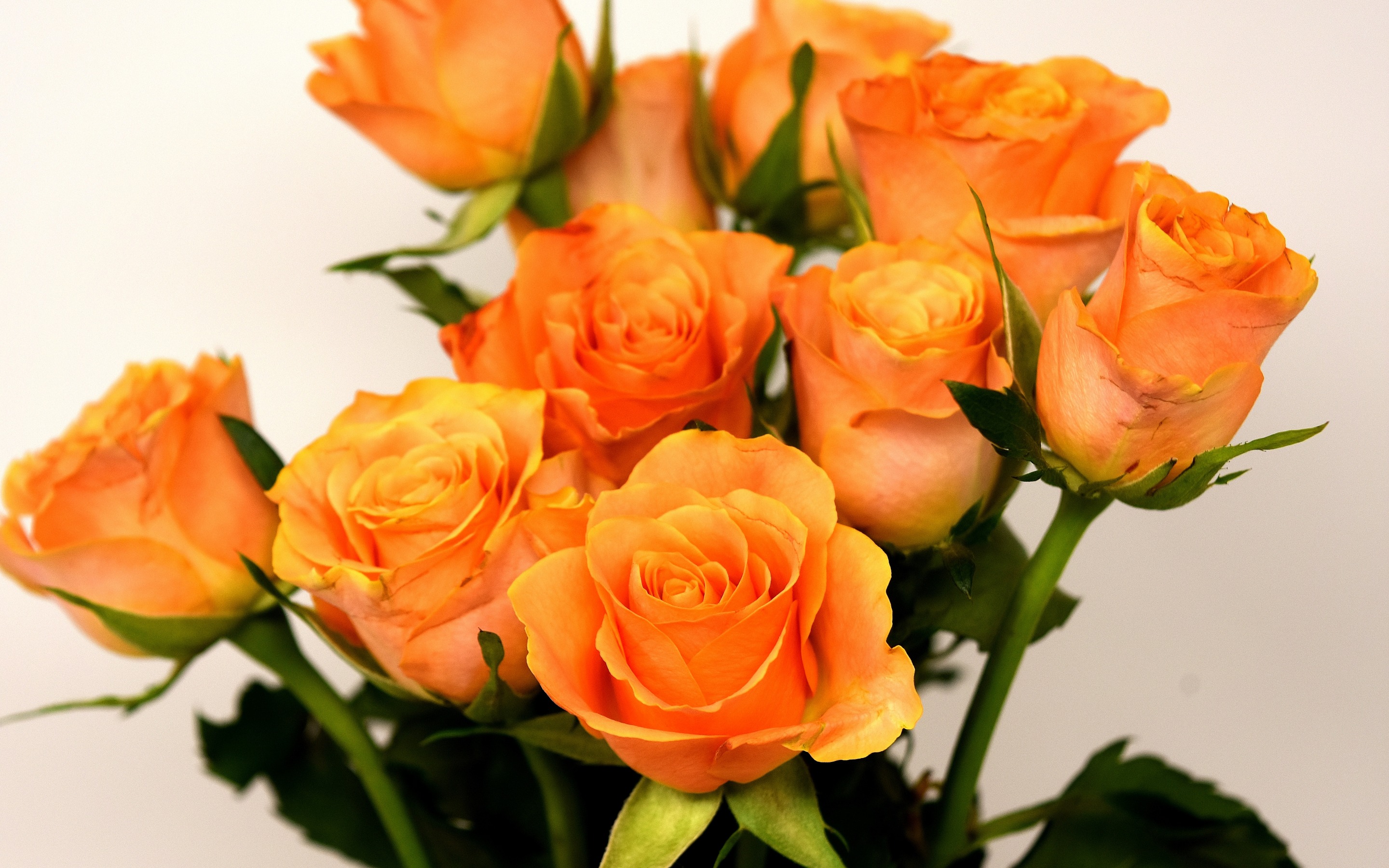 Orange Roses Wallpapers