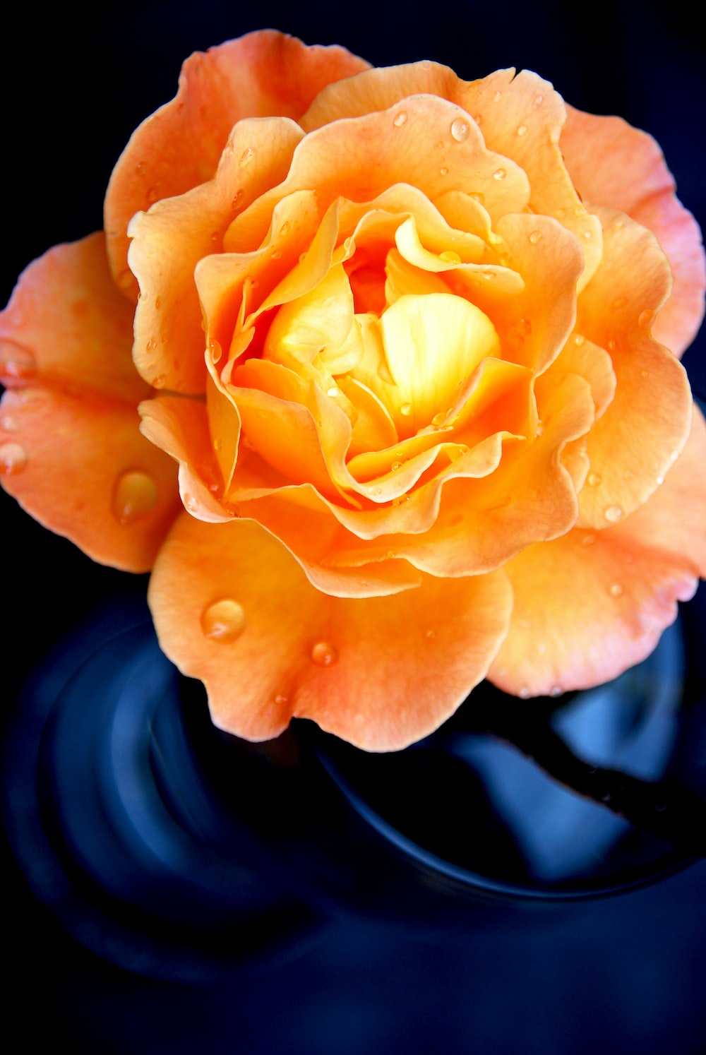 Orange Roses Wallpapers