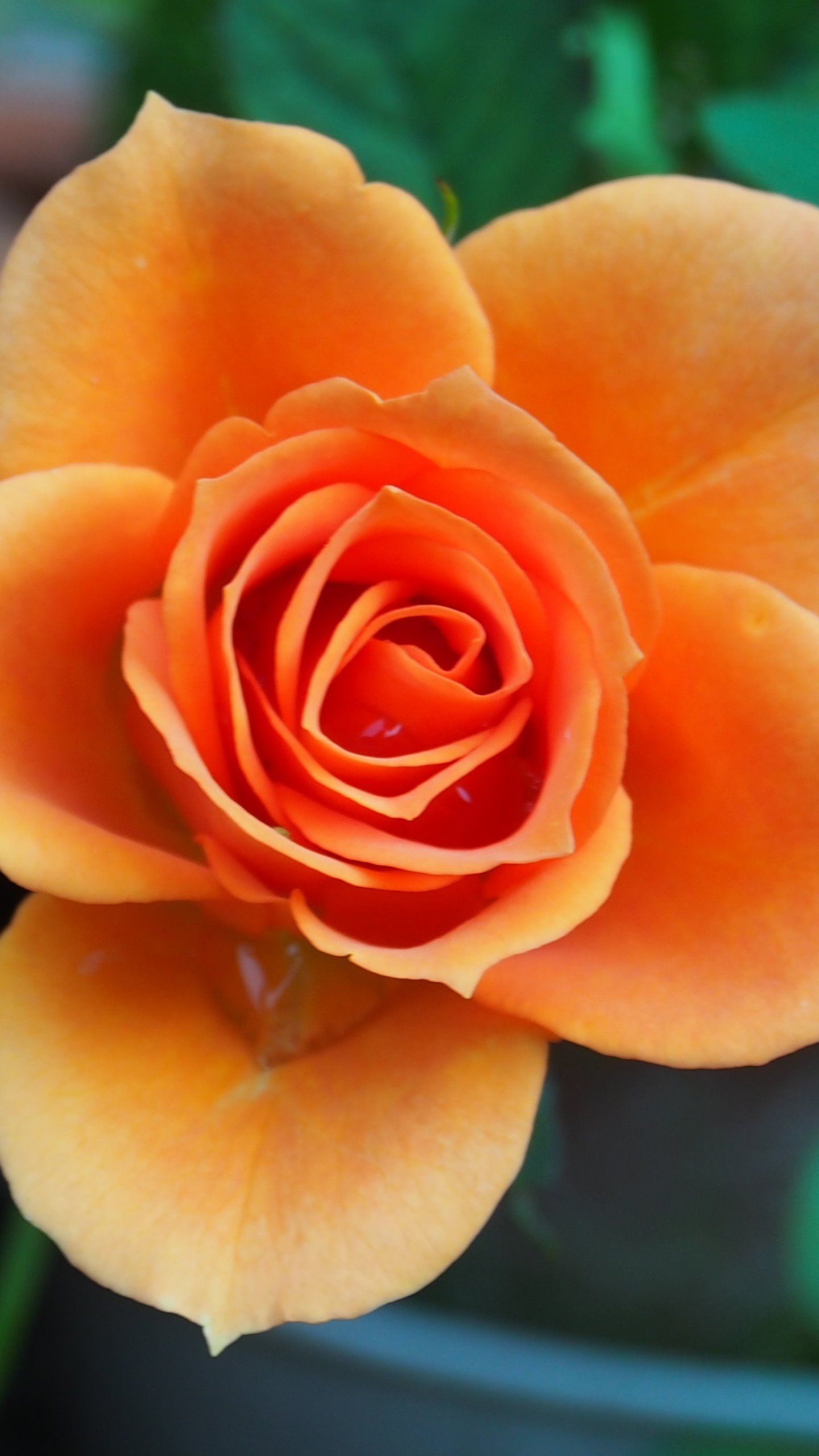 Orange Roses Wallpapers