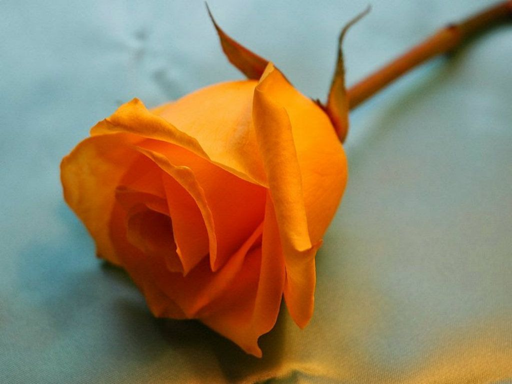 Orange Roses Desktop Wallpapers