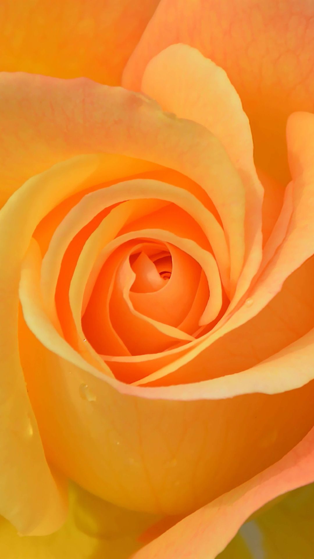 Orange Roses Desktop Wallpapers