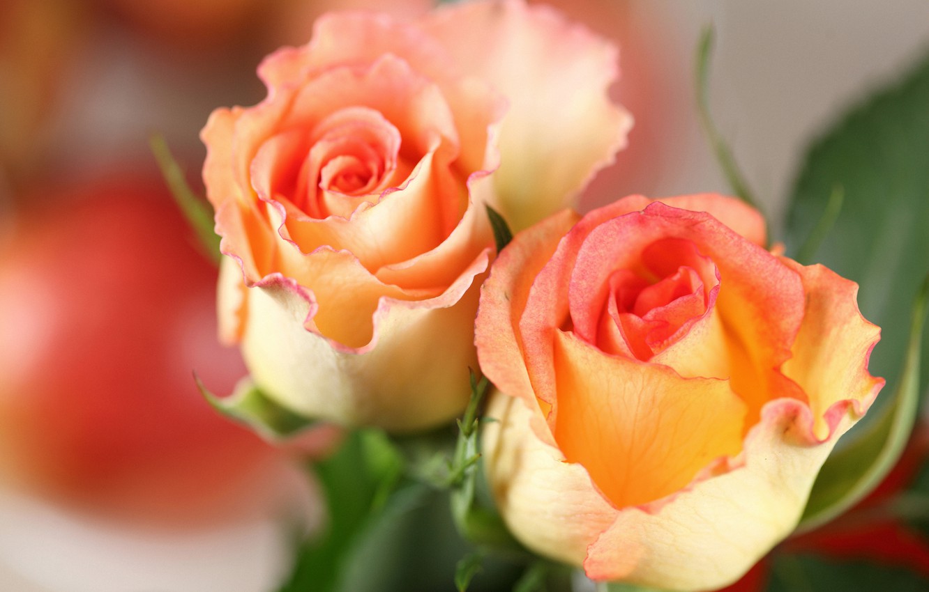 Orange Roses Desktop Wallpapers