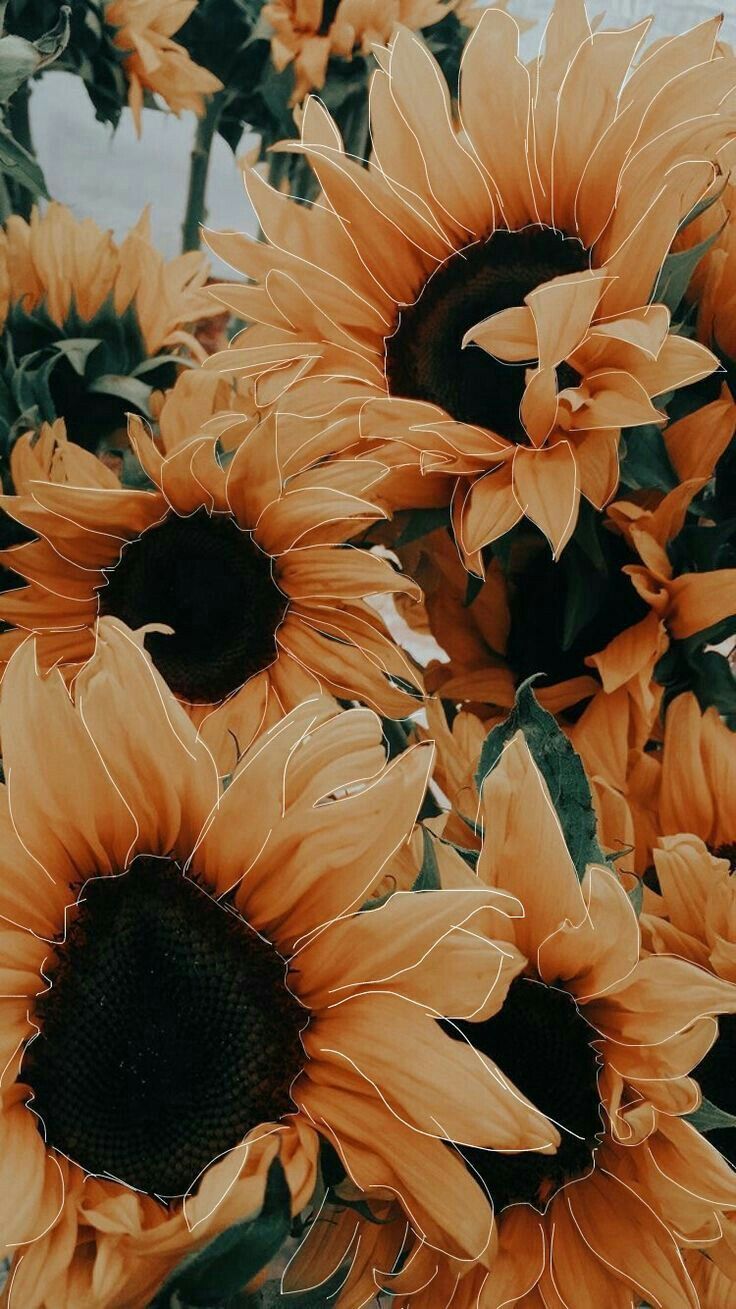 Orange Sunflower Wallpapers