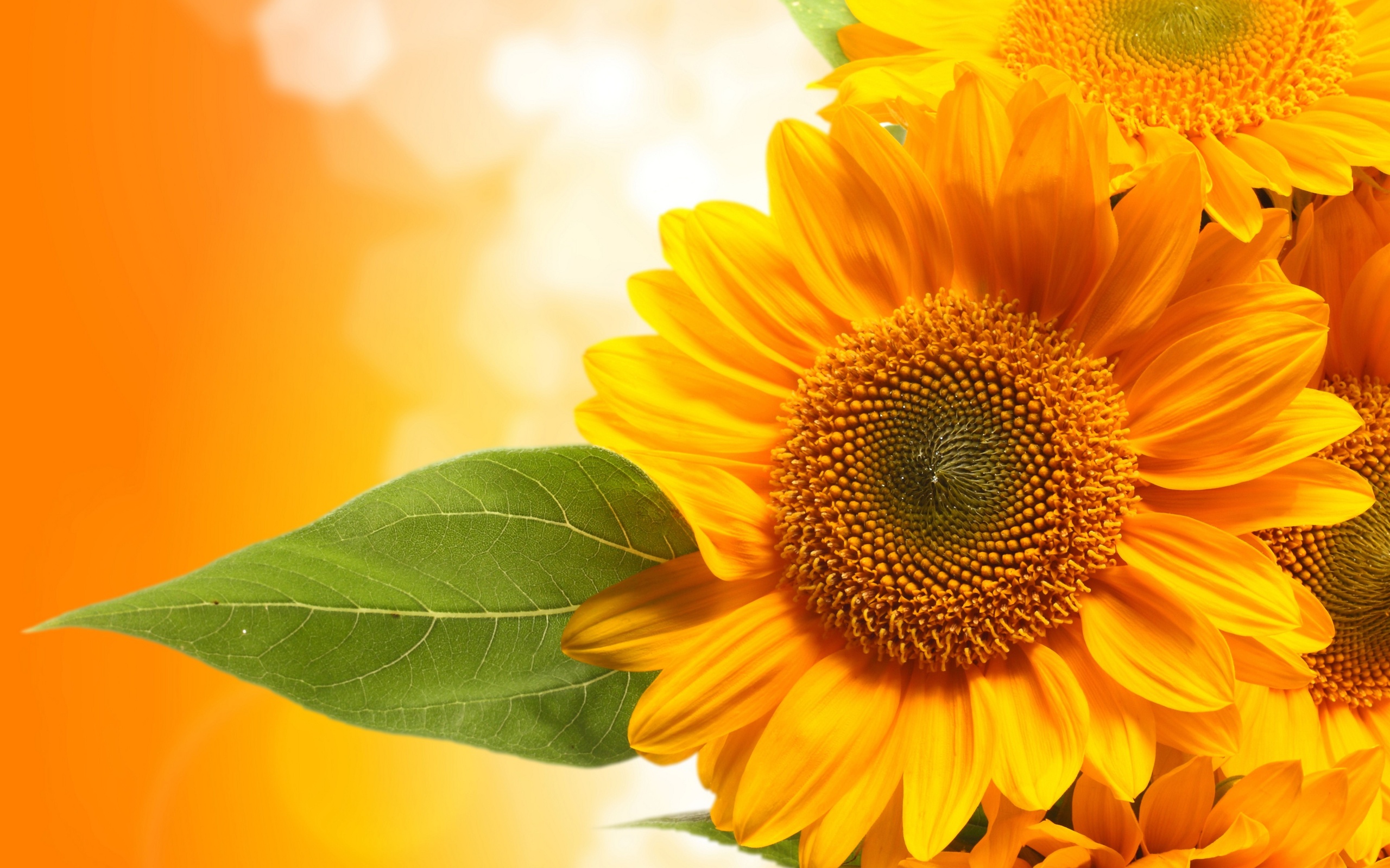 Orange Sunflower Wallpapers