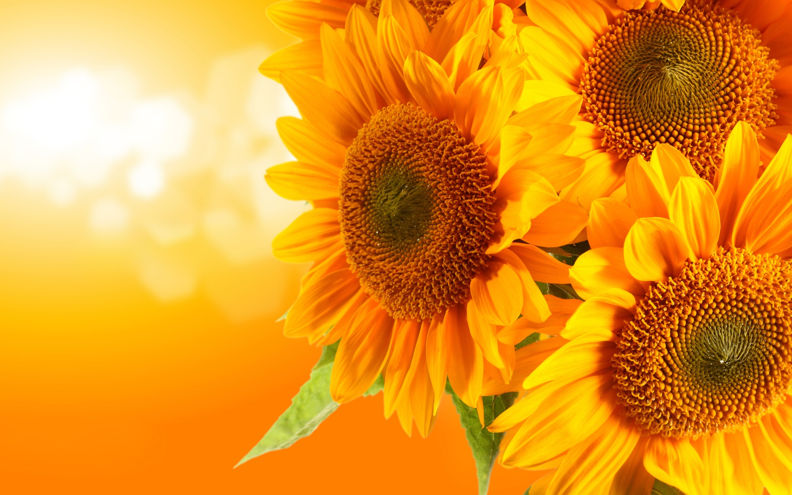 Orange Sunflower Wallpapers