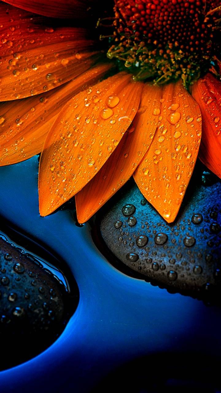 Orange Sunflower Wallpapers