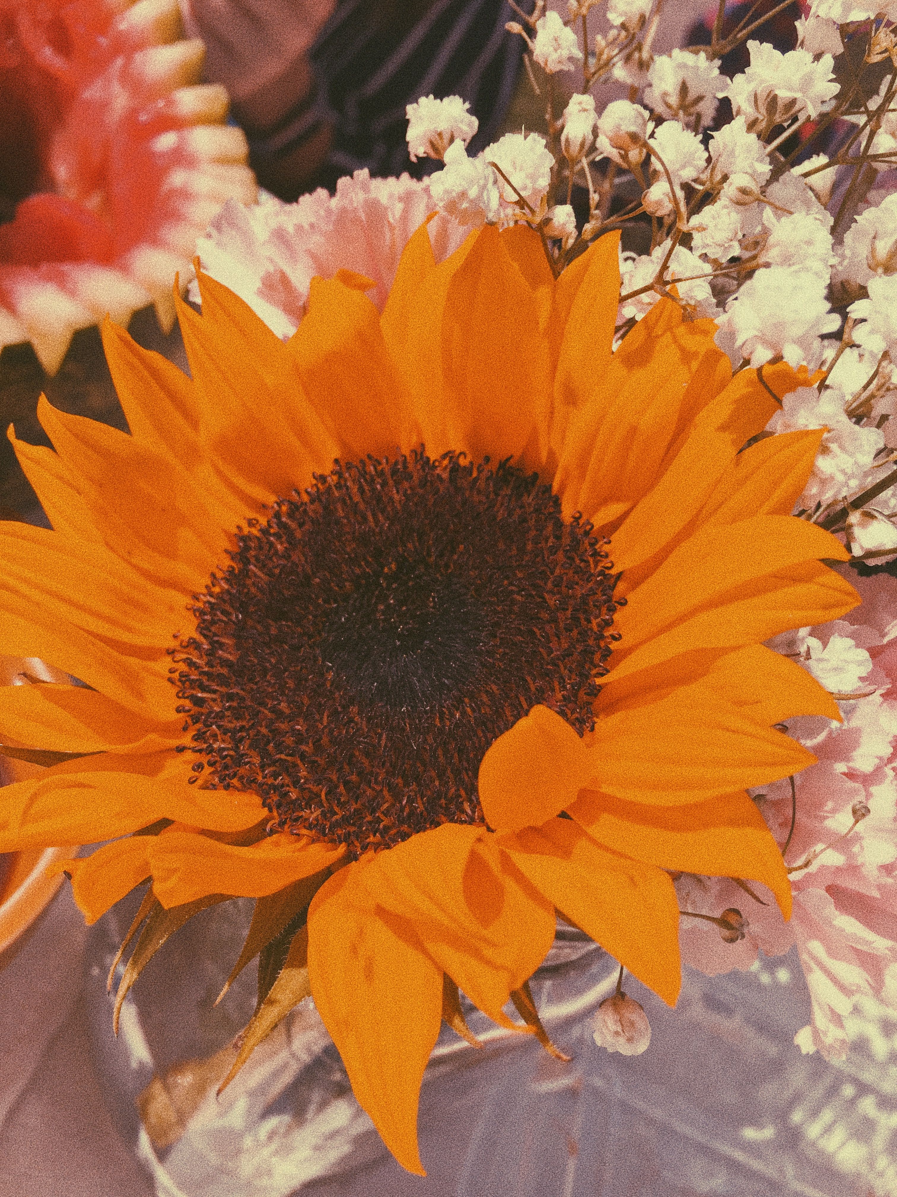 Orange Sunflower Wallpapers