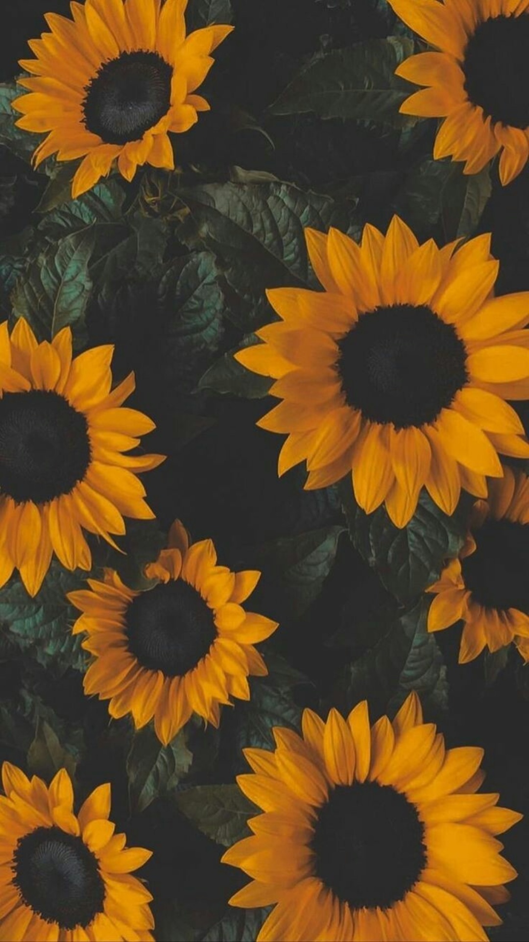 Orange Sunflower Wallpapers