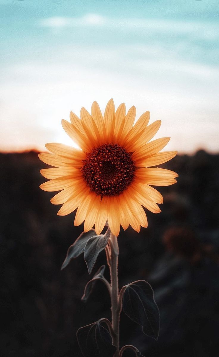 Orange Sunflower Wallpapers