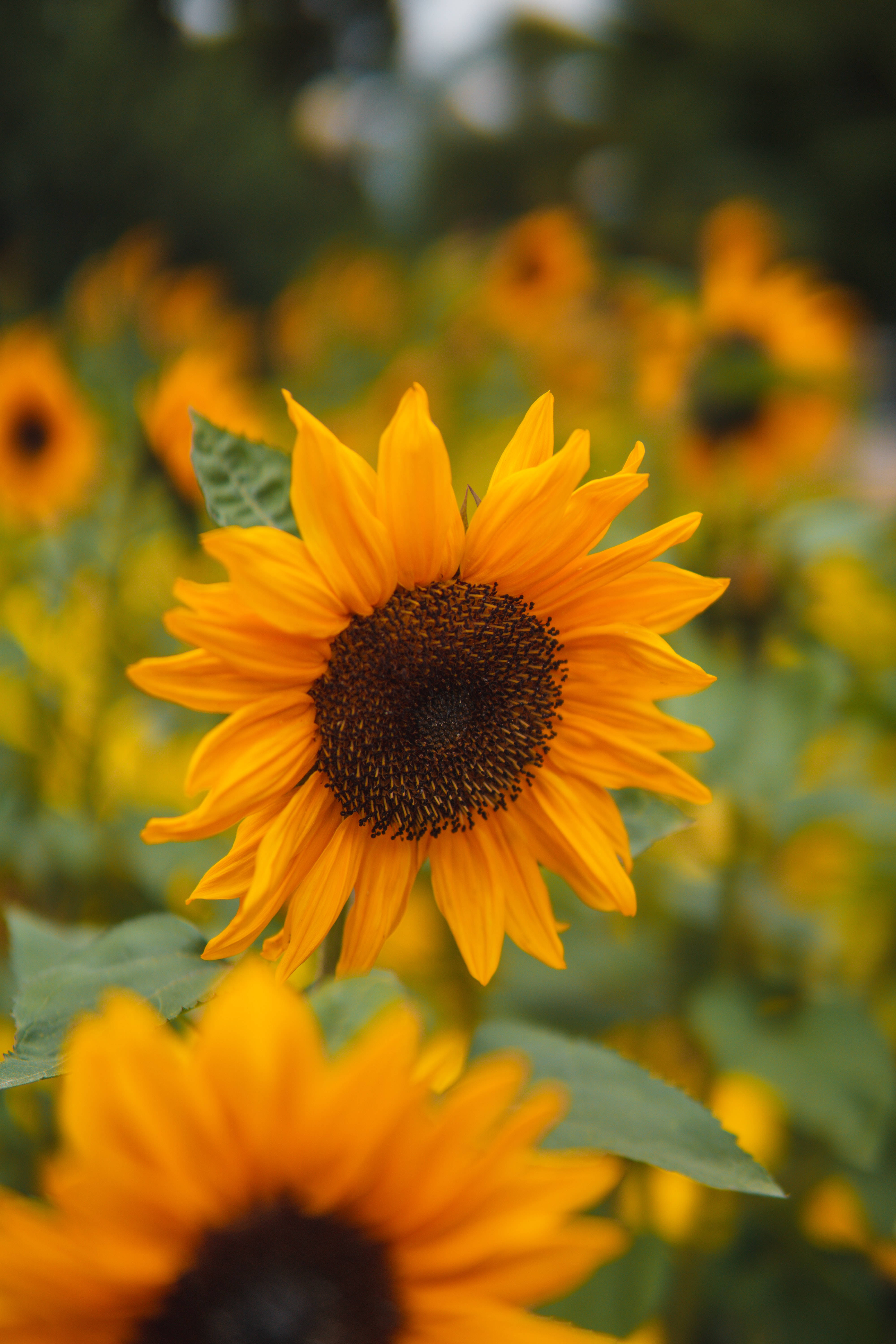 Orange Sunflower Wallpapers