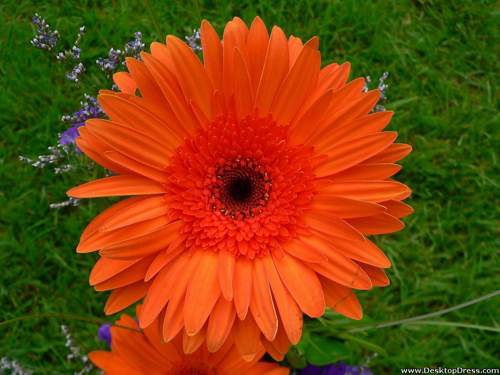 Orange Sunflower Wallpapers