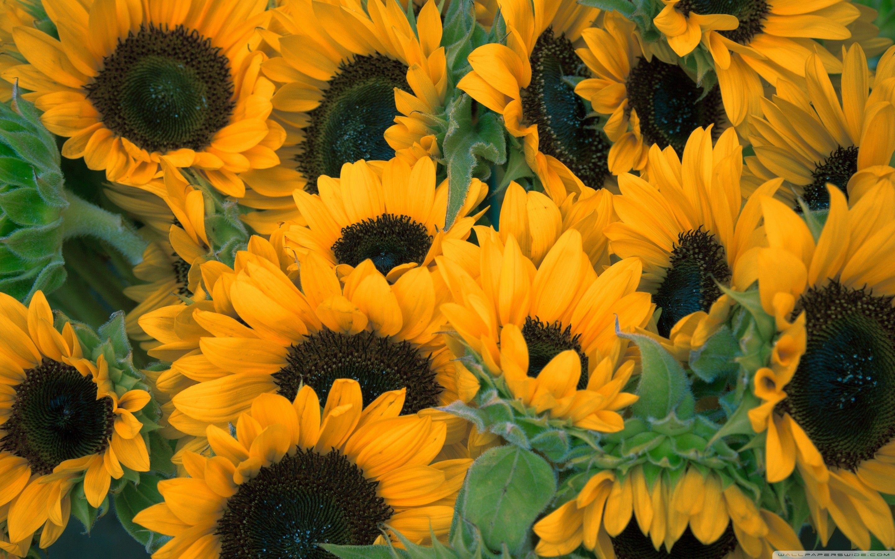 Orange Sunflower Wallpapers