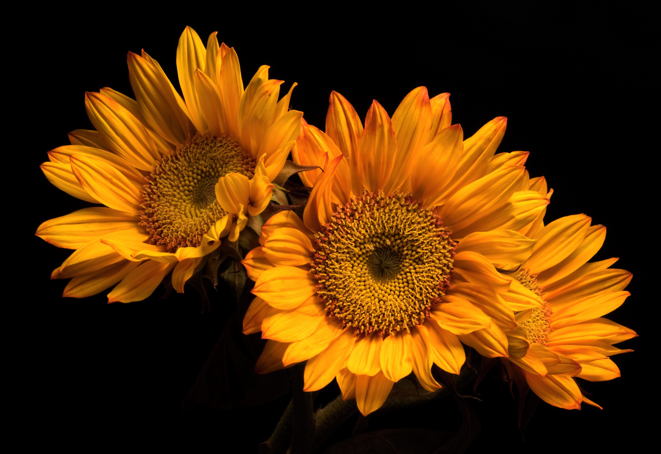 Orange Sunflower Wallpapers