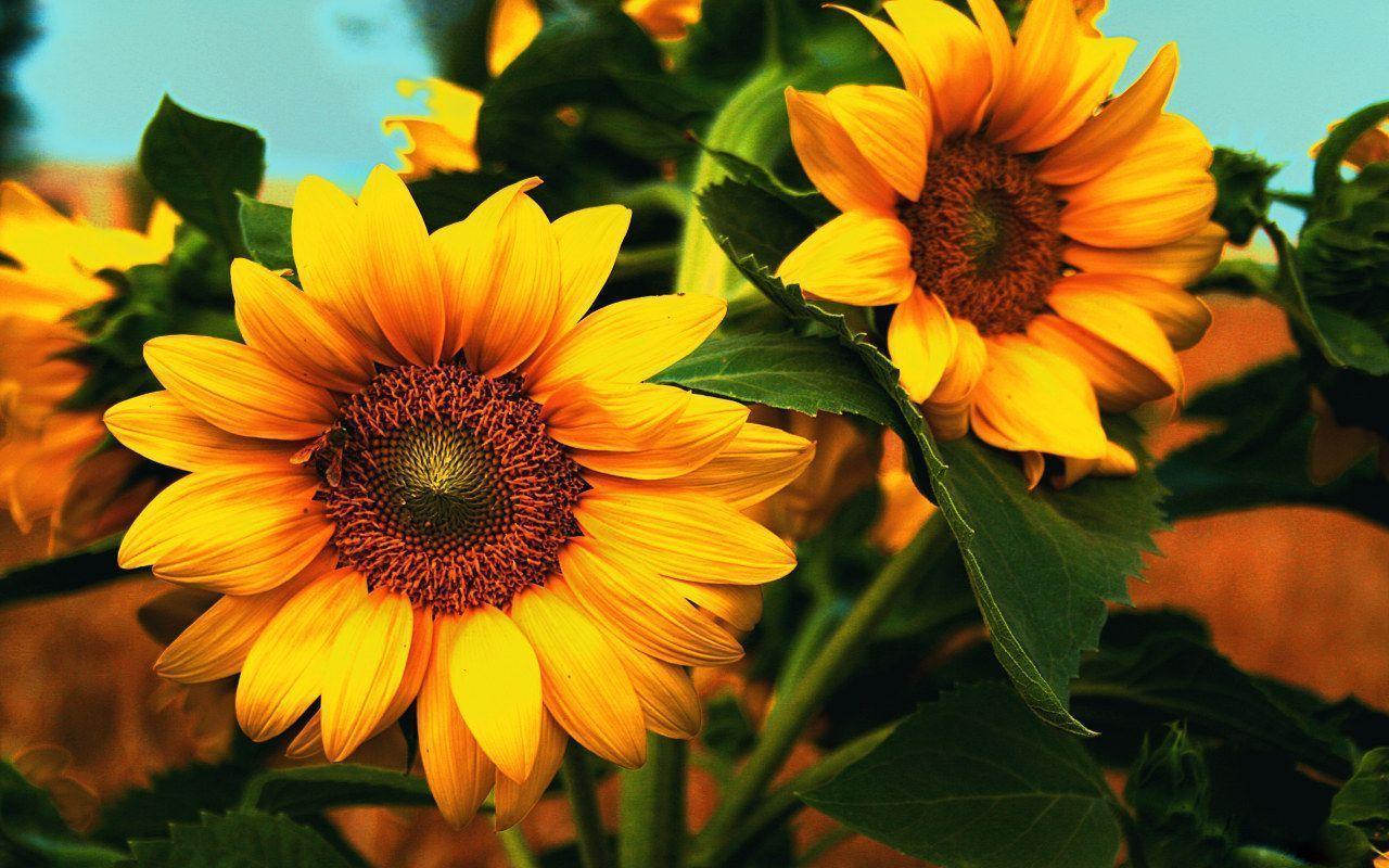 Orange Sunflower Wallpapers