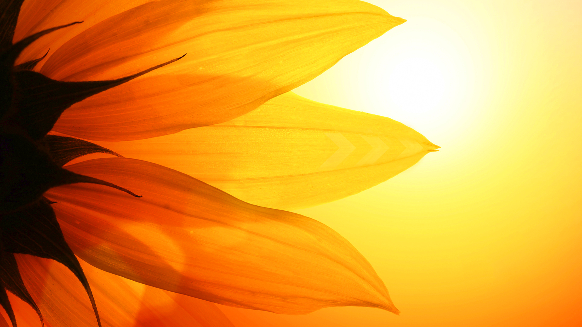 Orange Sunflower Wallpapers