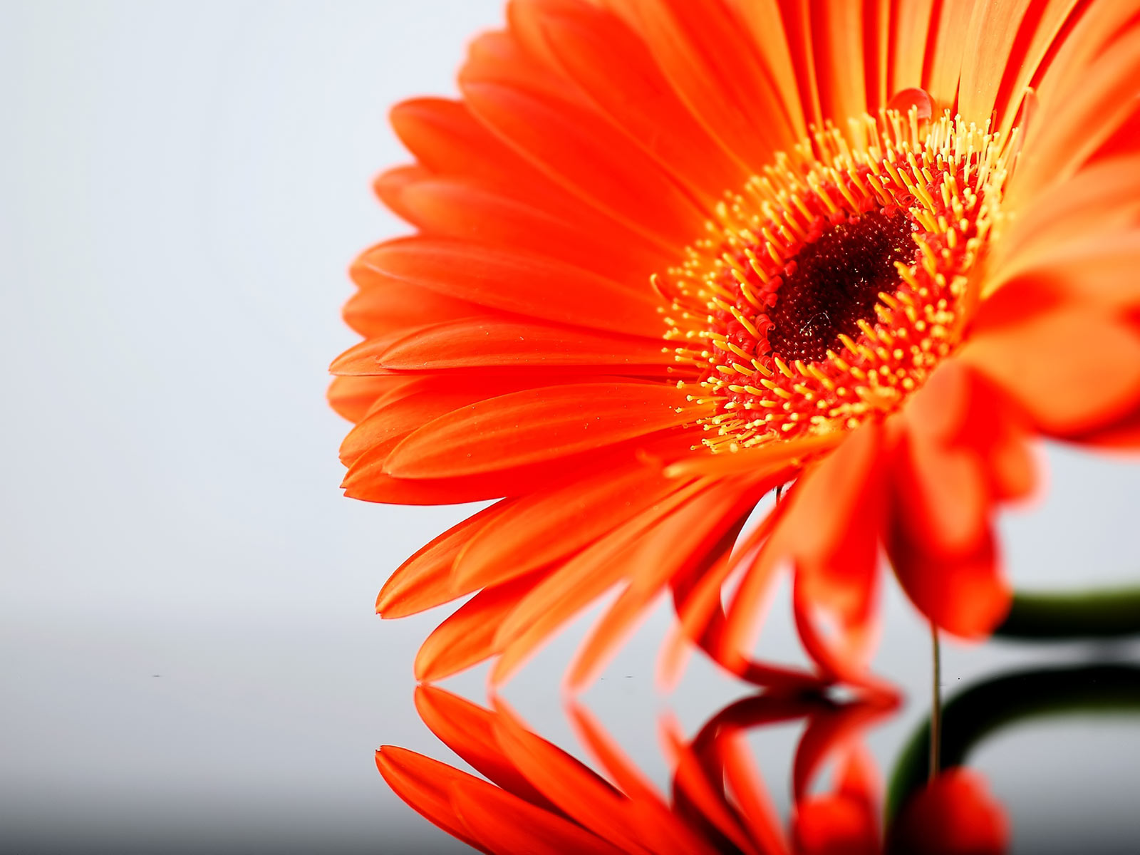 Orange Sunflower Wallpapers