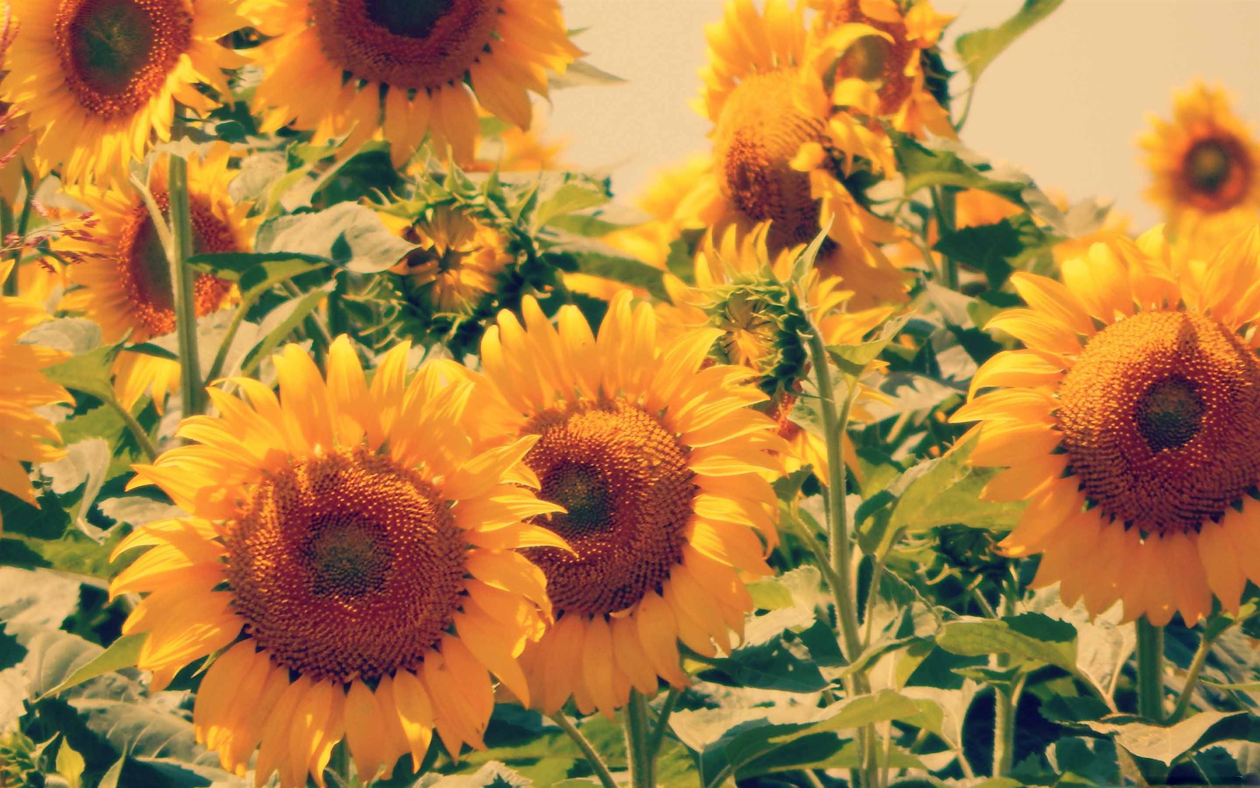 Orange Sunflower Wallpapers