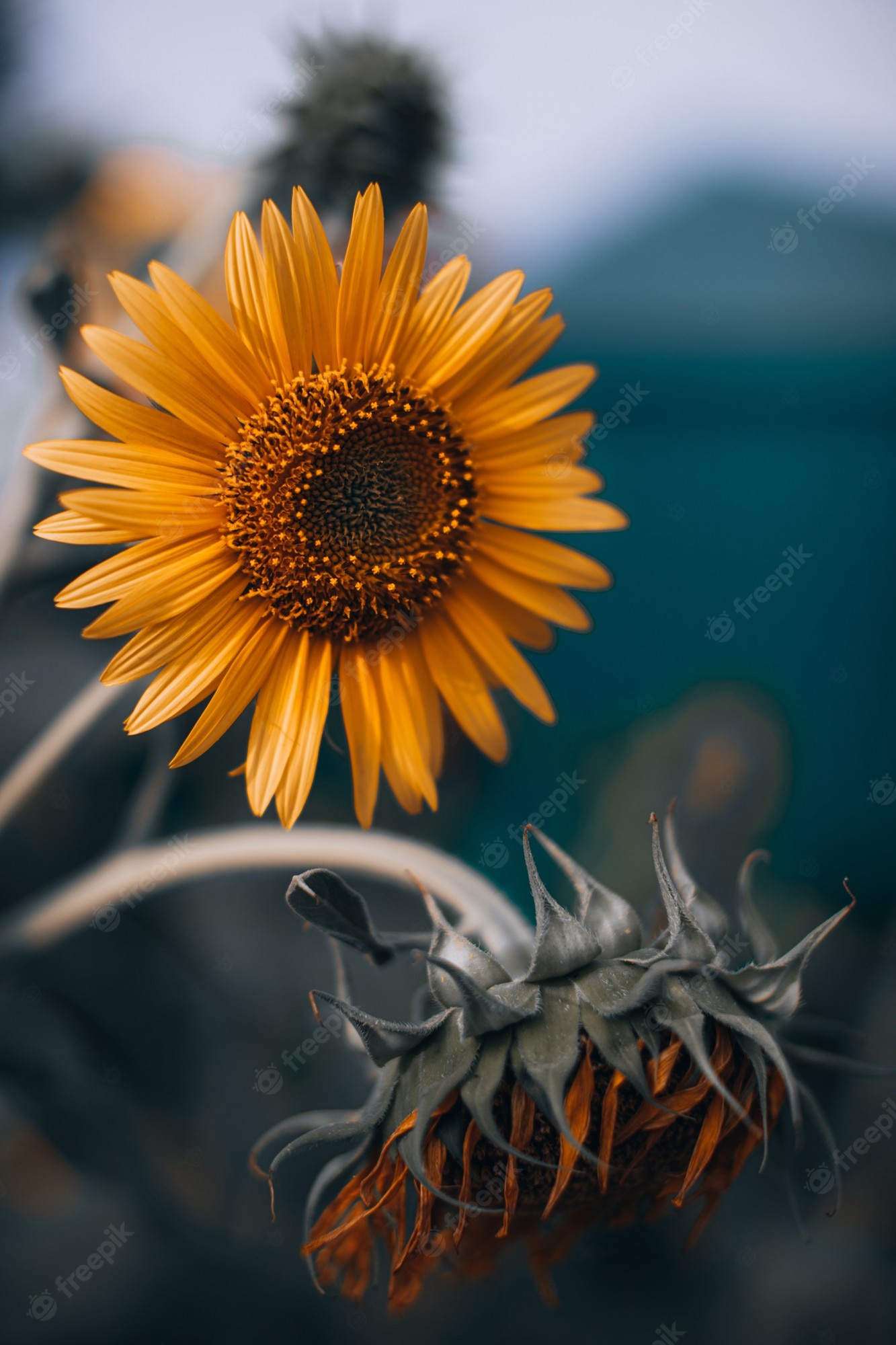 Orange Sunflower Wallpapers