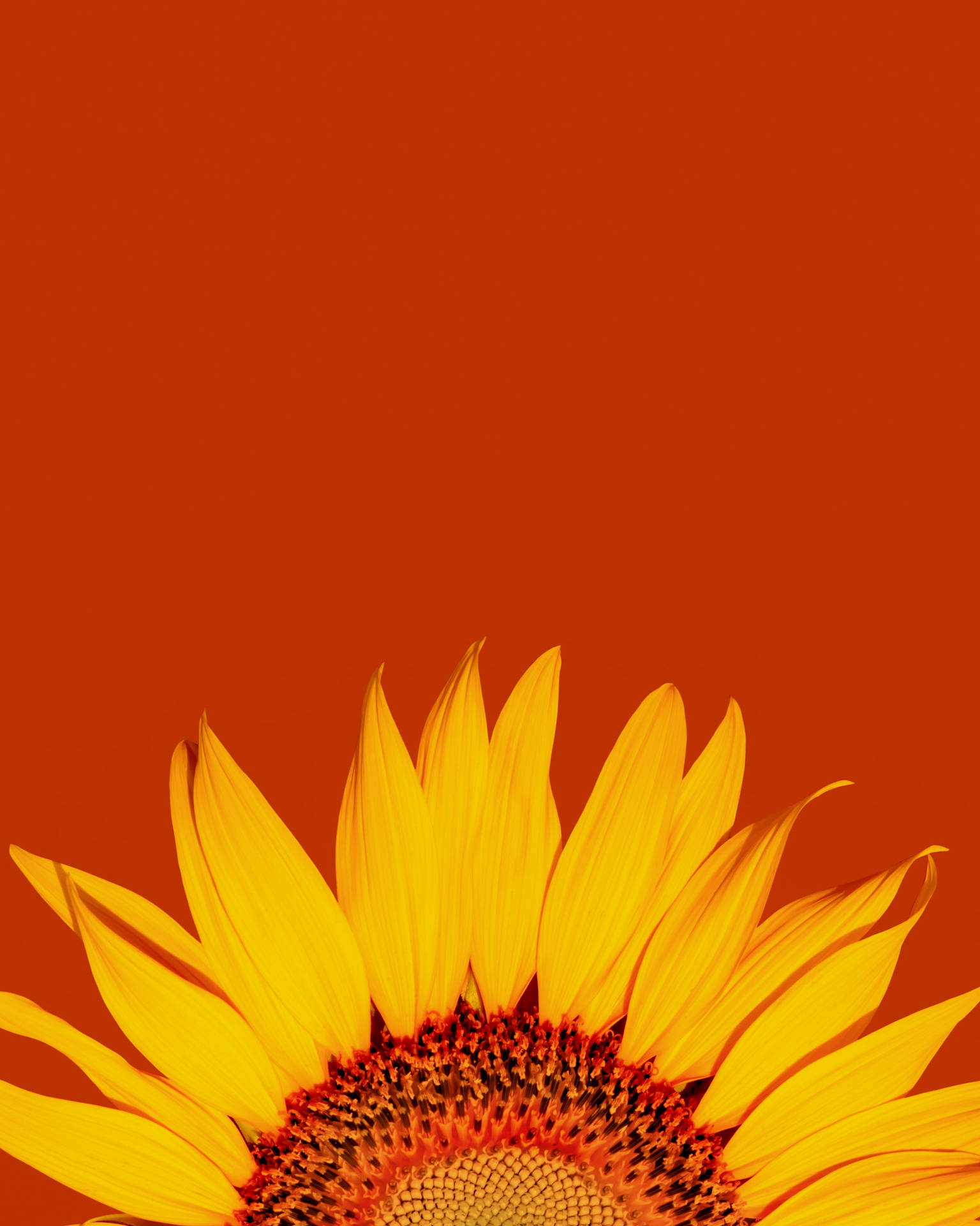 Orange Sunflower Wallpapers