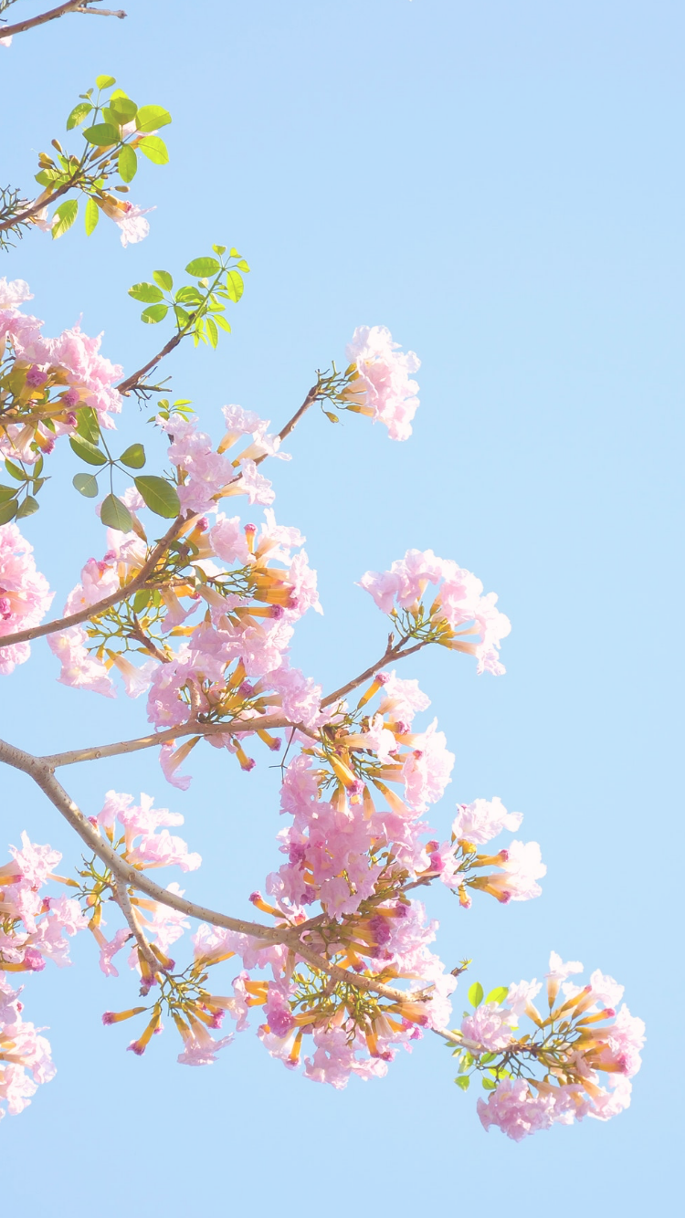 Pastel Aesthetic Flower Wallpapers