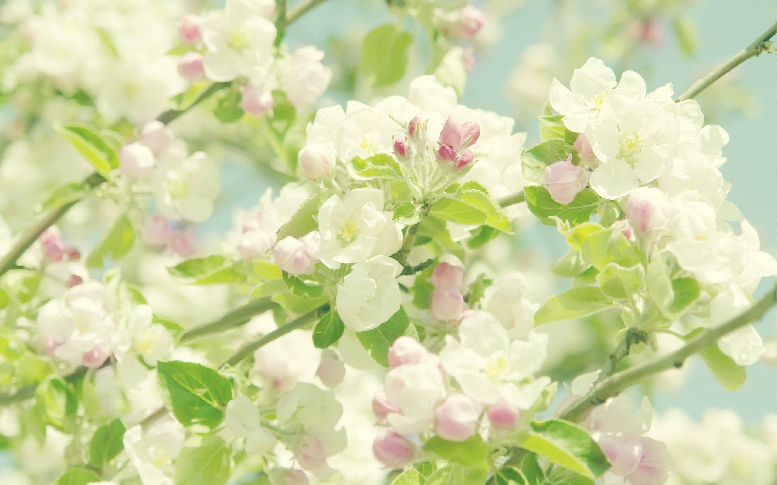 Pastel Aesthetic Flower Wallpapers