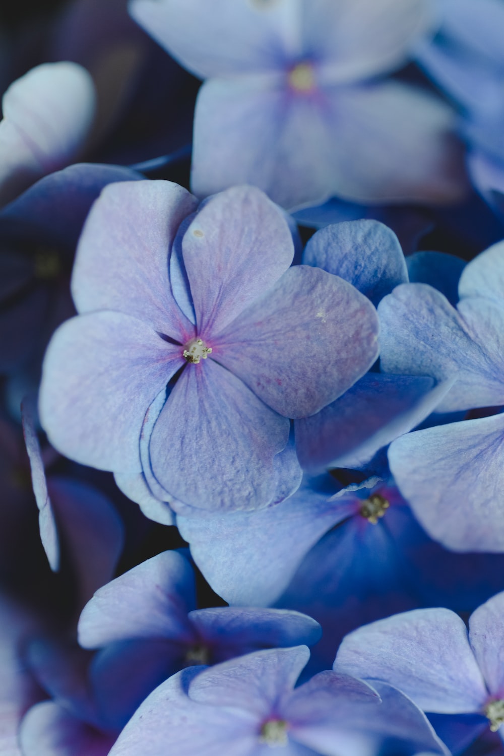 Pastel Blue Flower Wallpapers