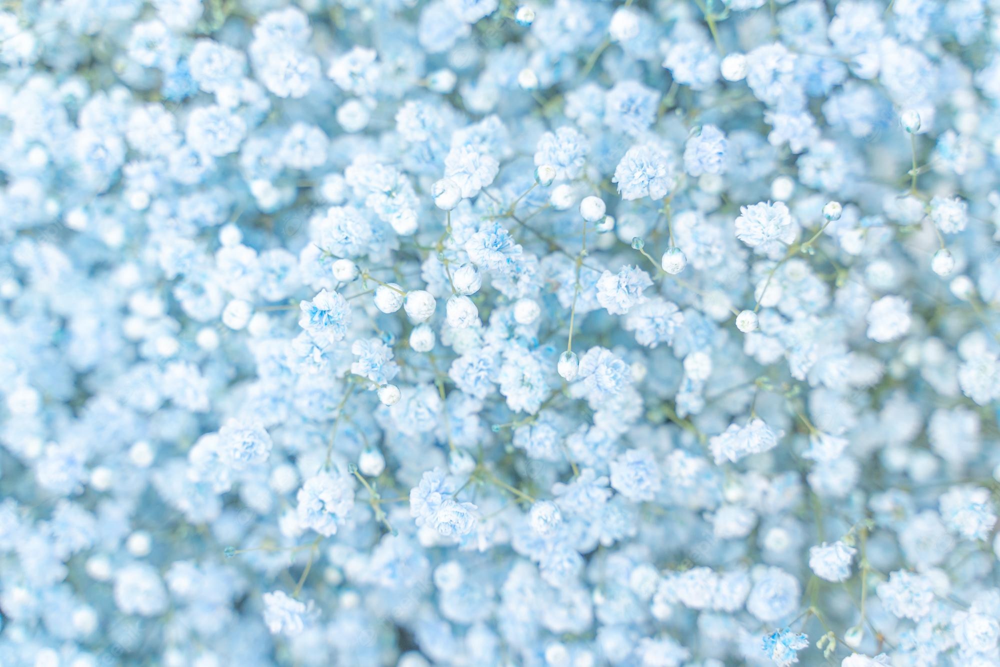 Pastel Blue Flower Wallpapers