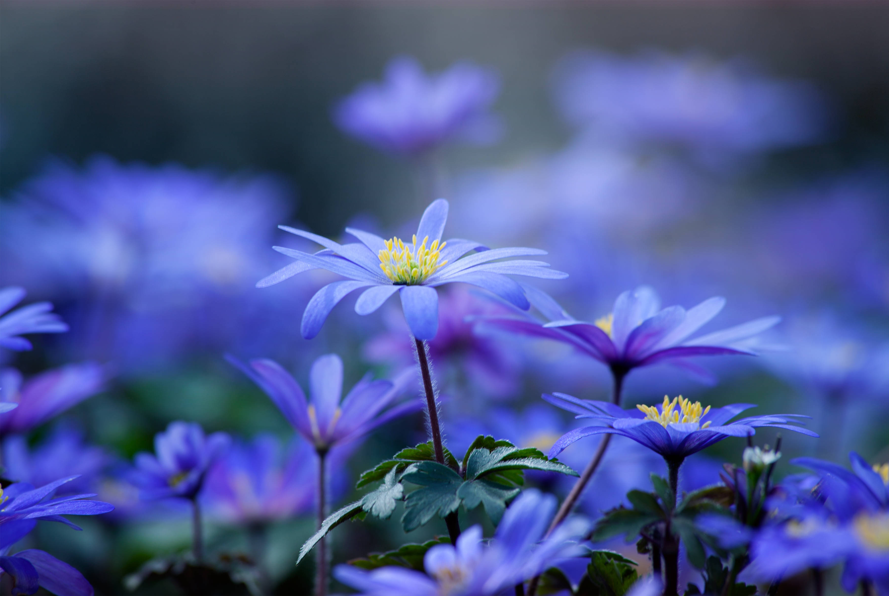 Pastel Blue Flower Wallpapers