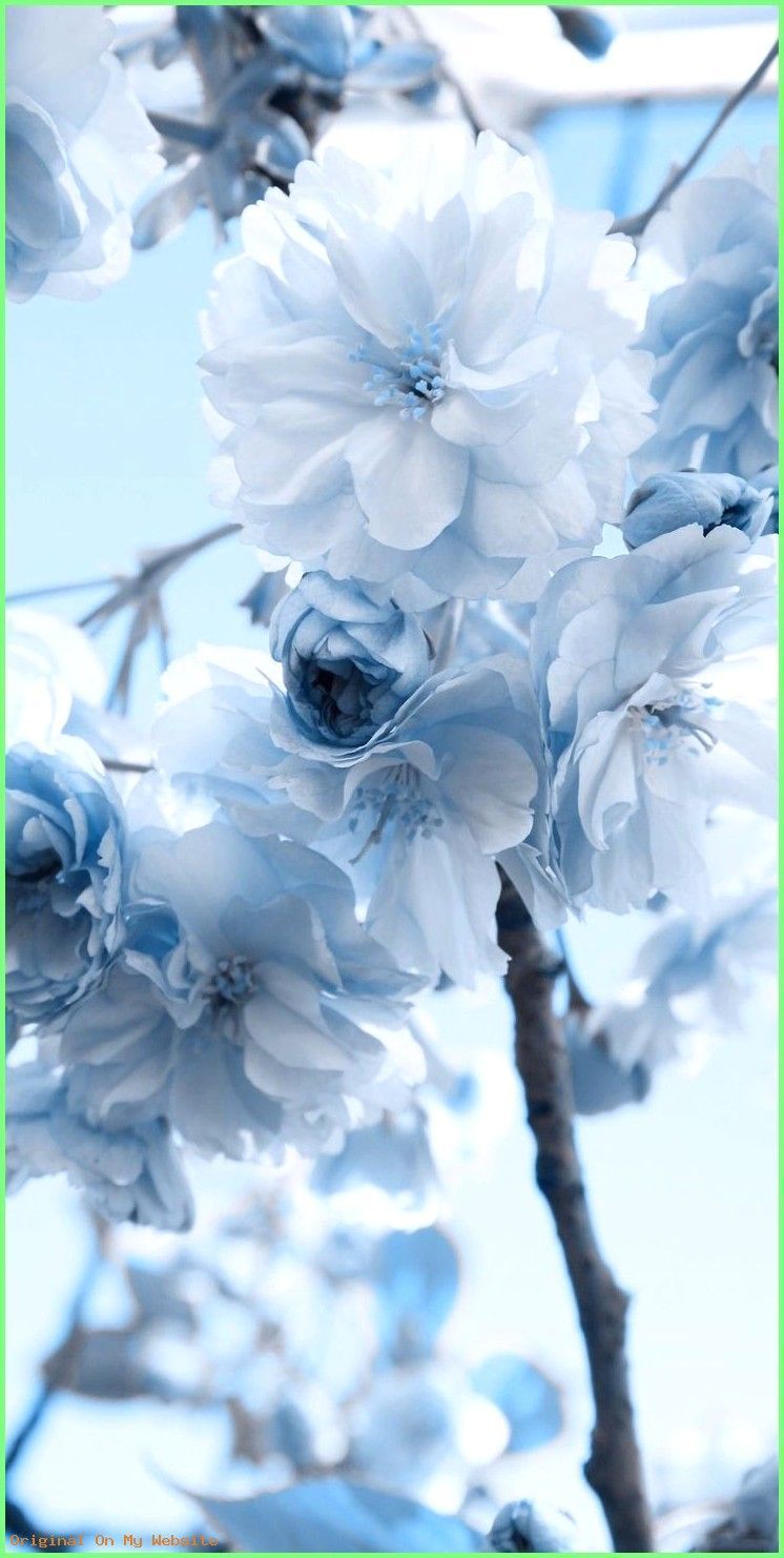 Pastel Blue Flower Wallpapers