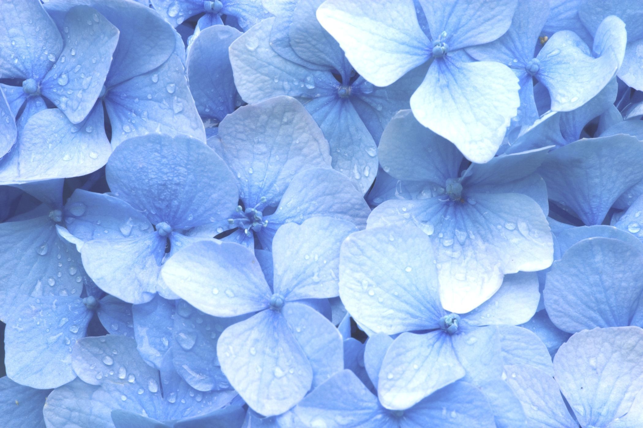 Pastel Blue Flower Wallpapers