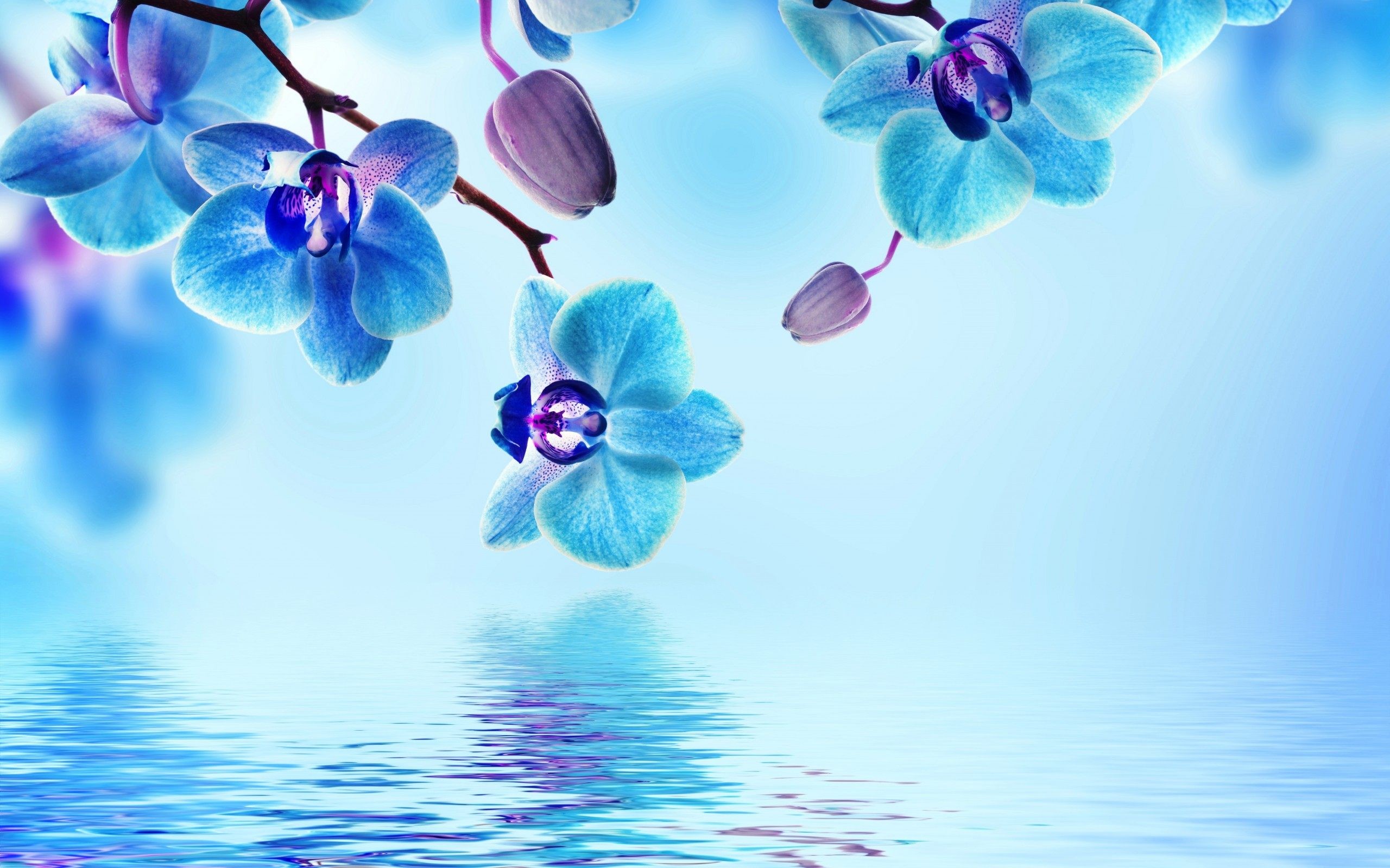 Pastel Blue Flower Wallpapers