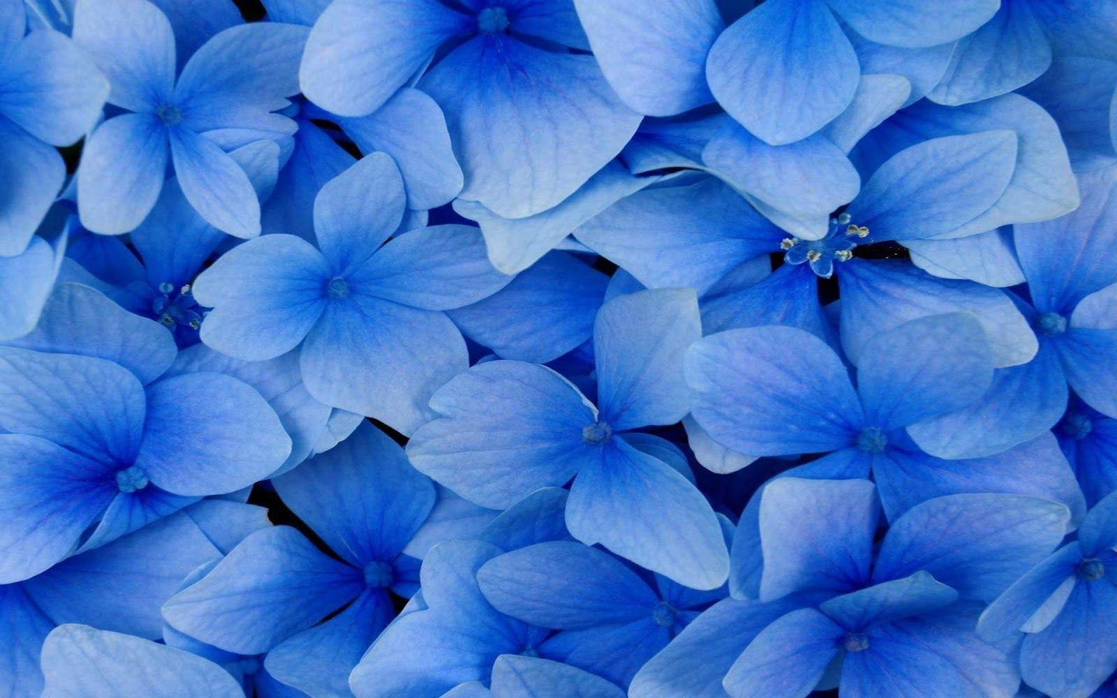 Pastel Blue Flower Wallpapers